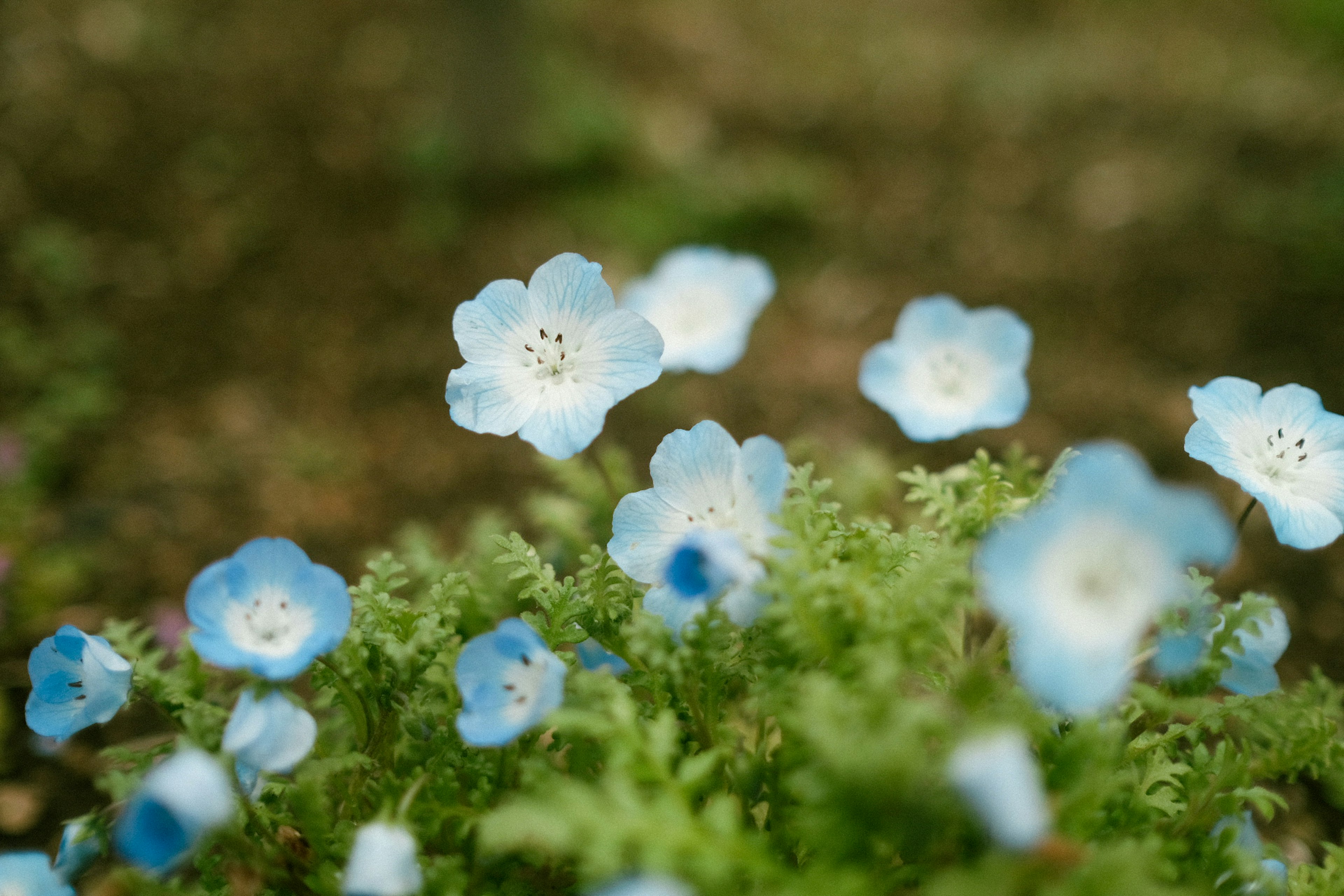 Un gruppo di delicate fiori blu circondati da fogliame verde