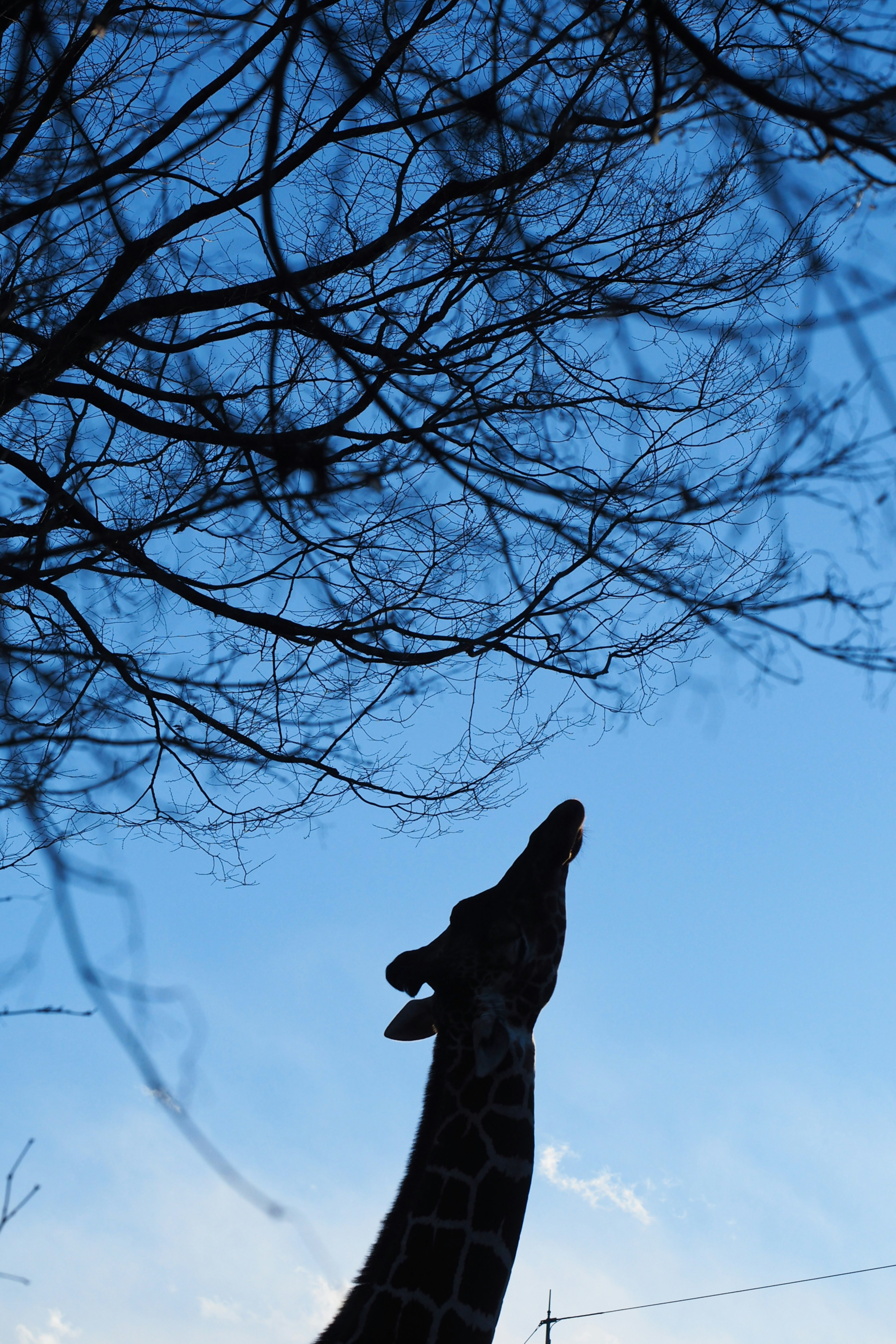 Silhouette of a giraffe against a blue sky with tree branches