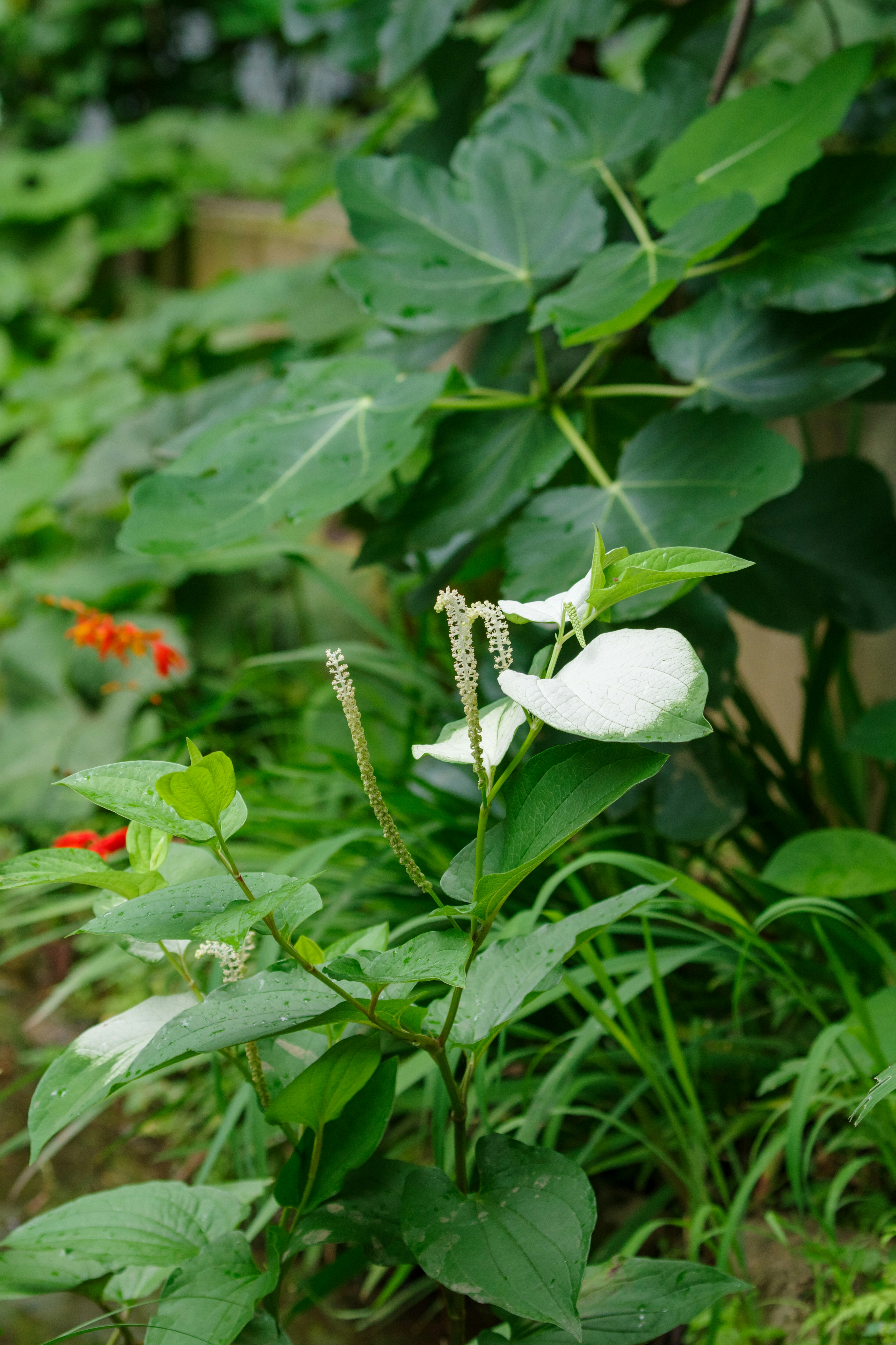 Une scène de jardin avec une fleur blanche parmi des feuilles vertes