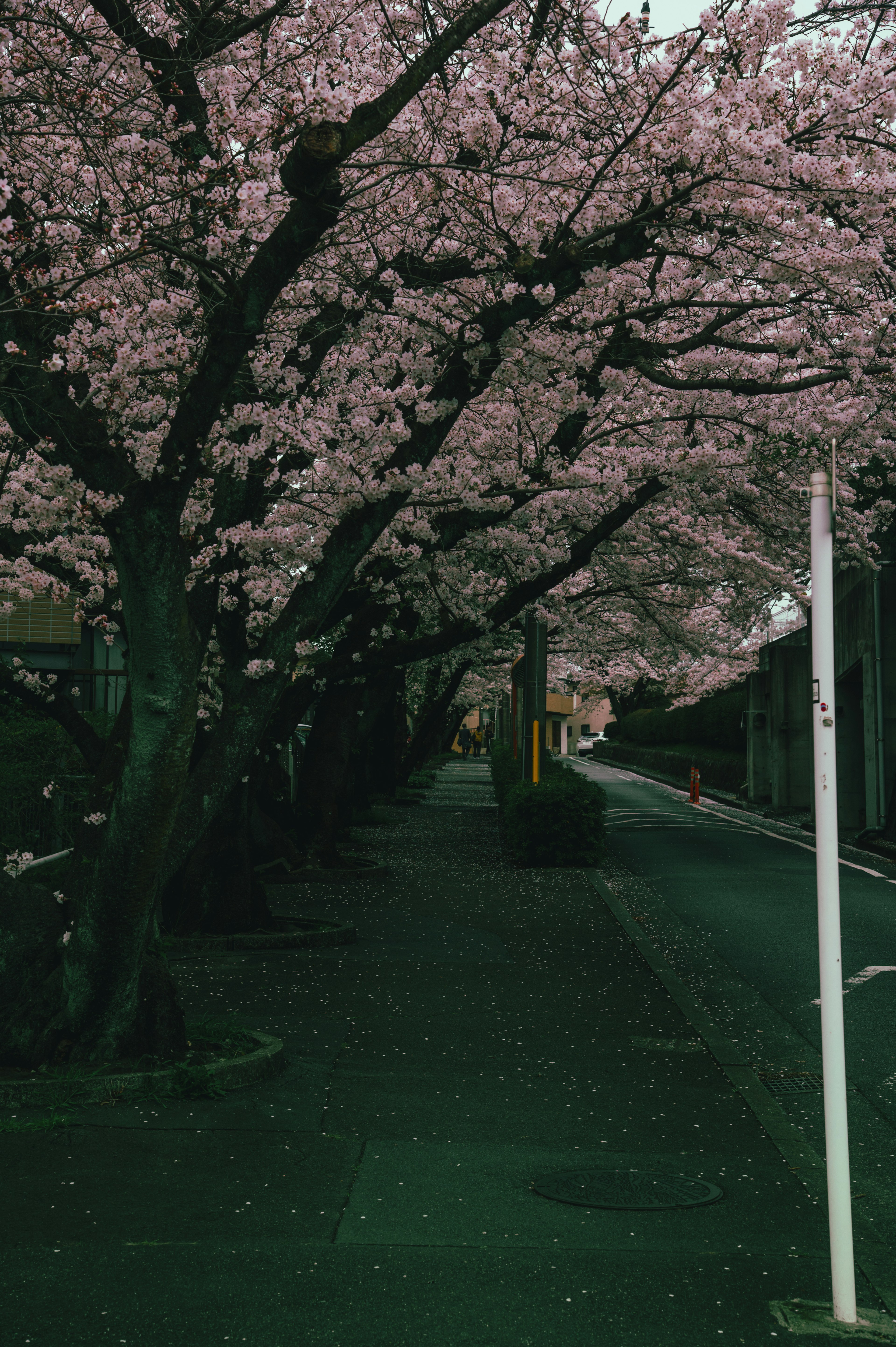 Pemandangan pohon sakura di sepanjang jalan yang tenang