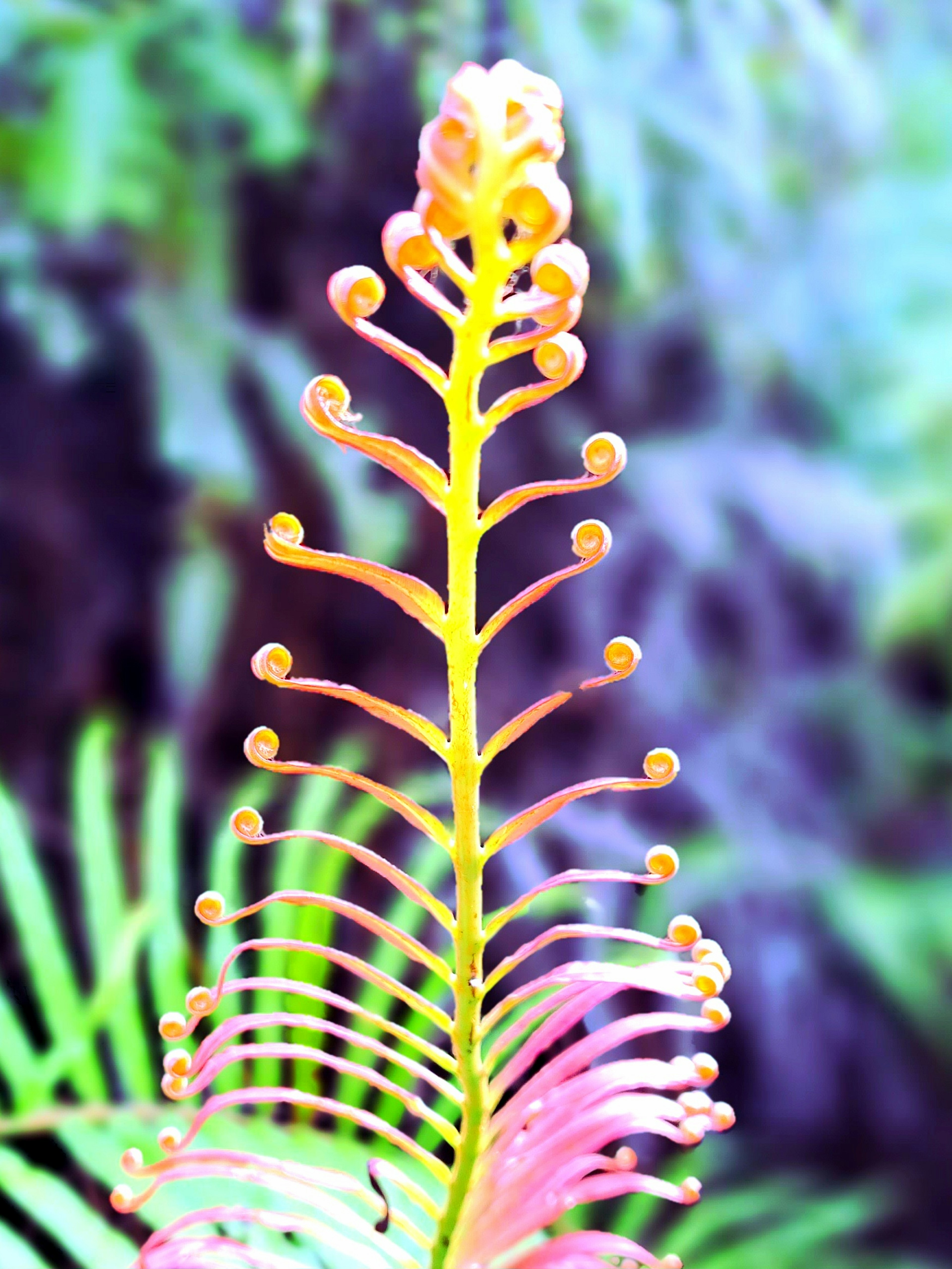 Vibrant fern frond emerging upward with spiraled tips