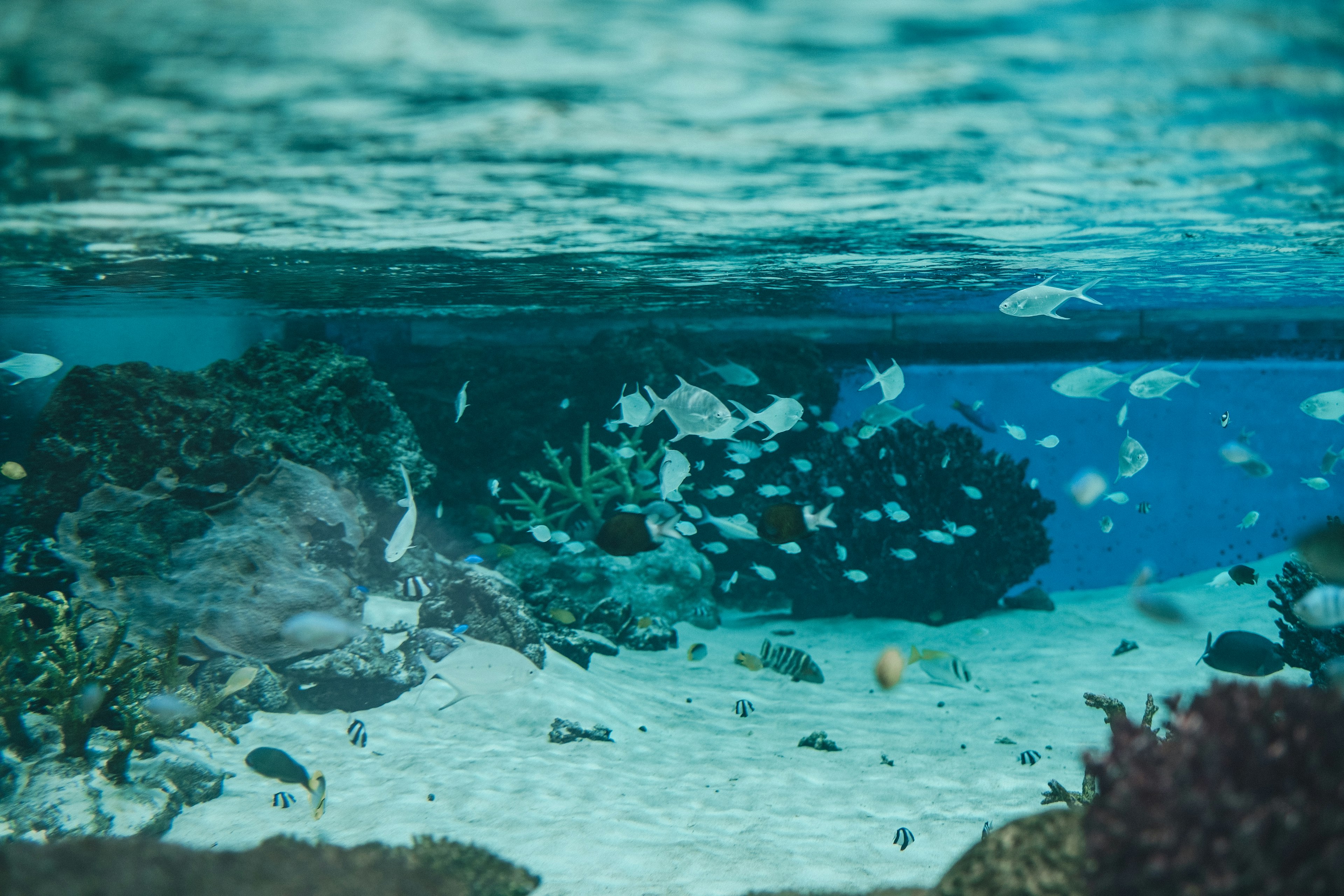 水中のサンゴ礁とカラフルな魚たちの景色