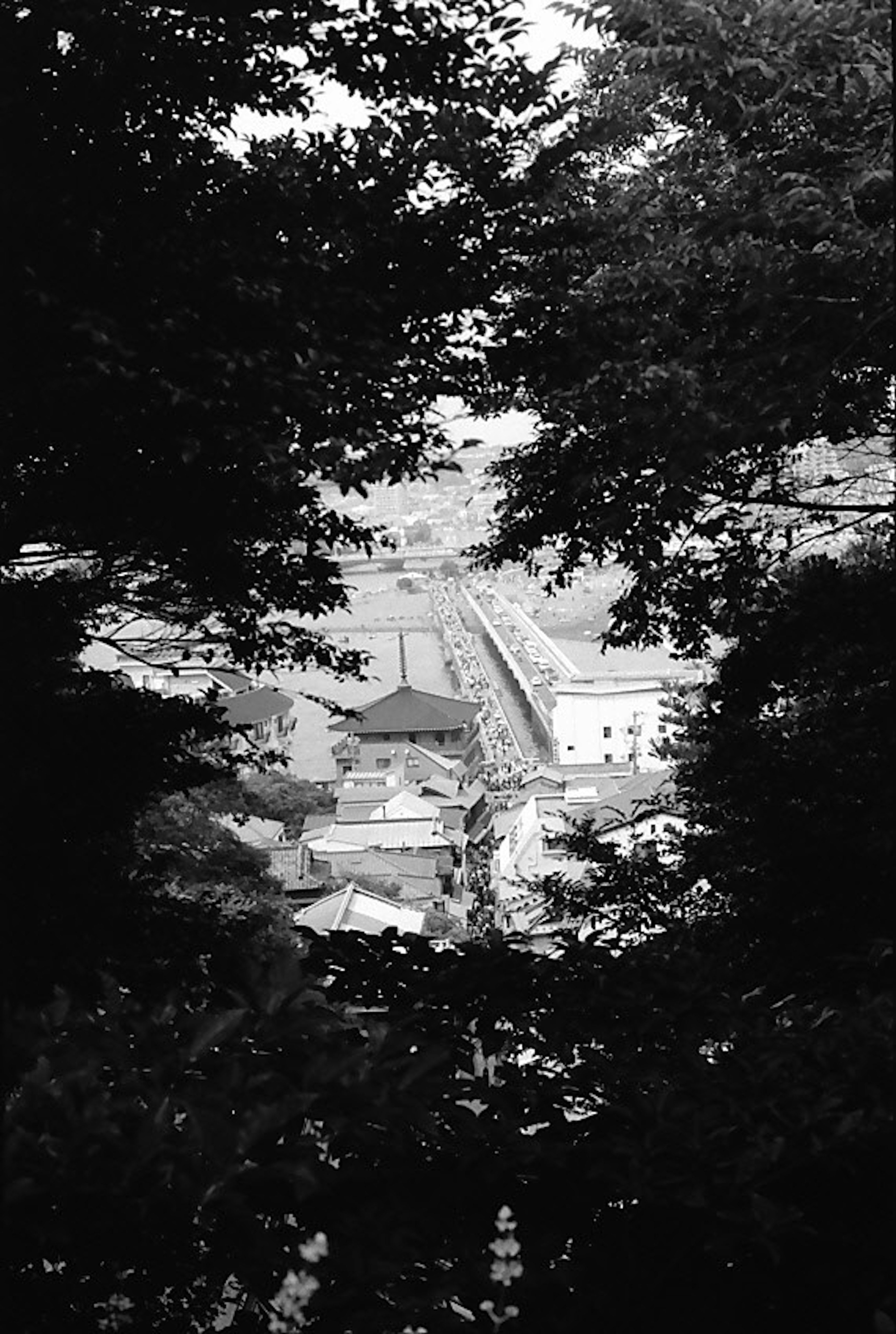 Paysage urbain en noir et blanc visible à travers les arbres