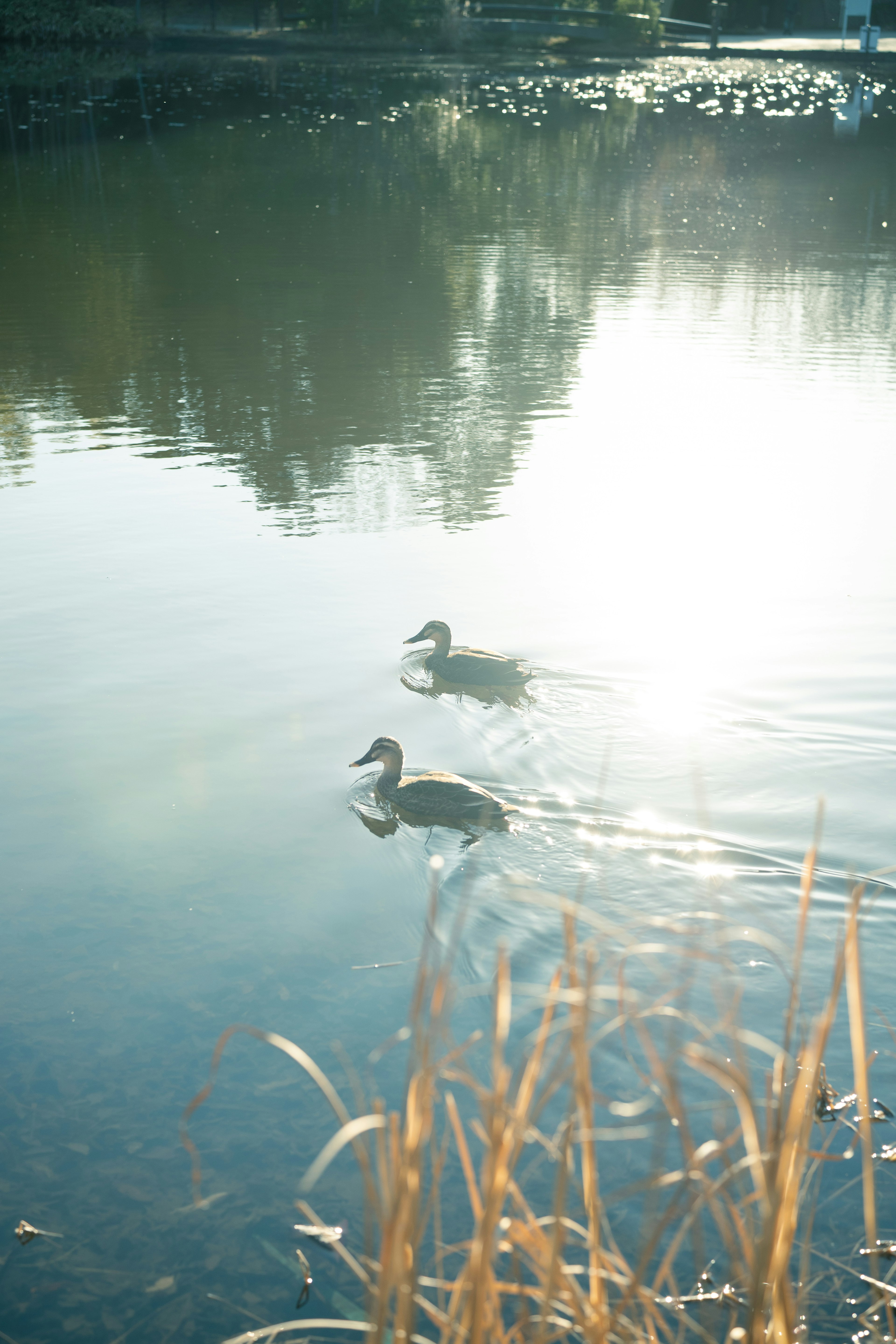 Two ducks swimming on a serene pond with sunlight reflections