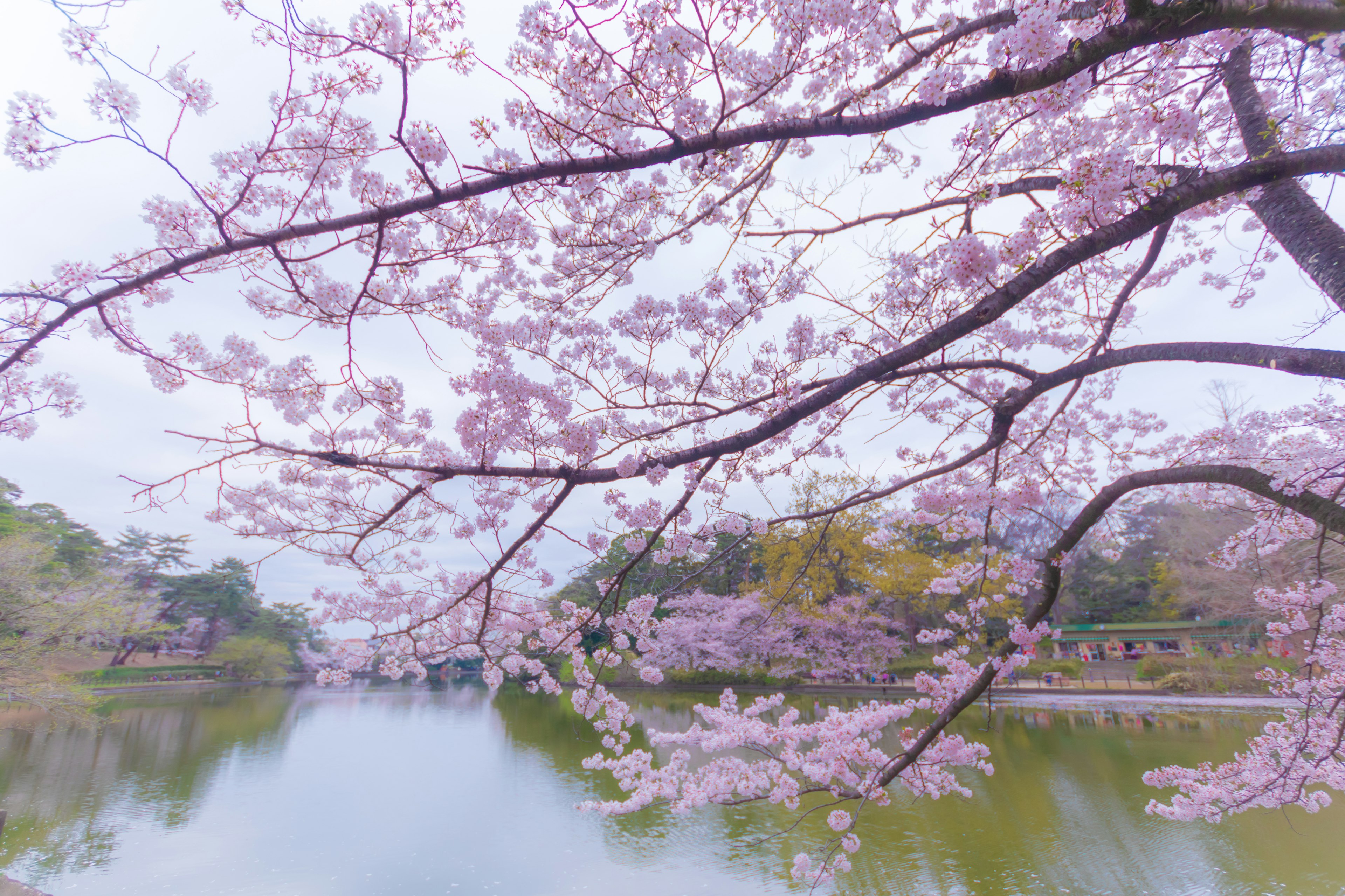 Pemandangan indah dengan cabang bunga sakura di atas kolam tenang