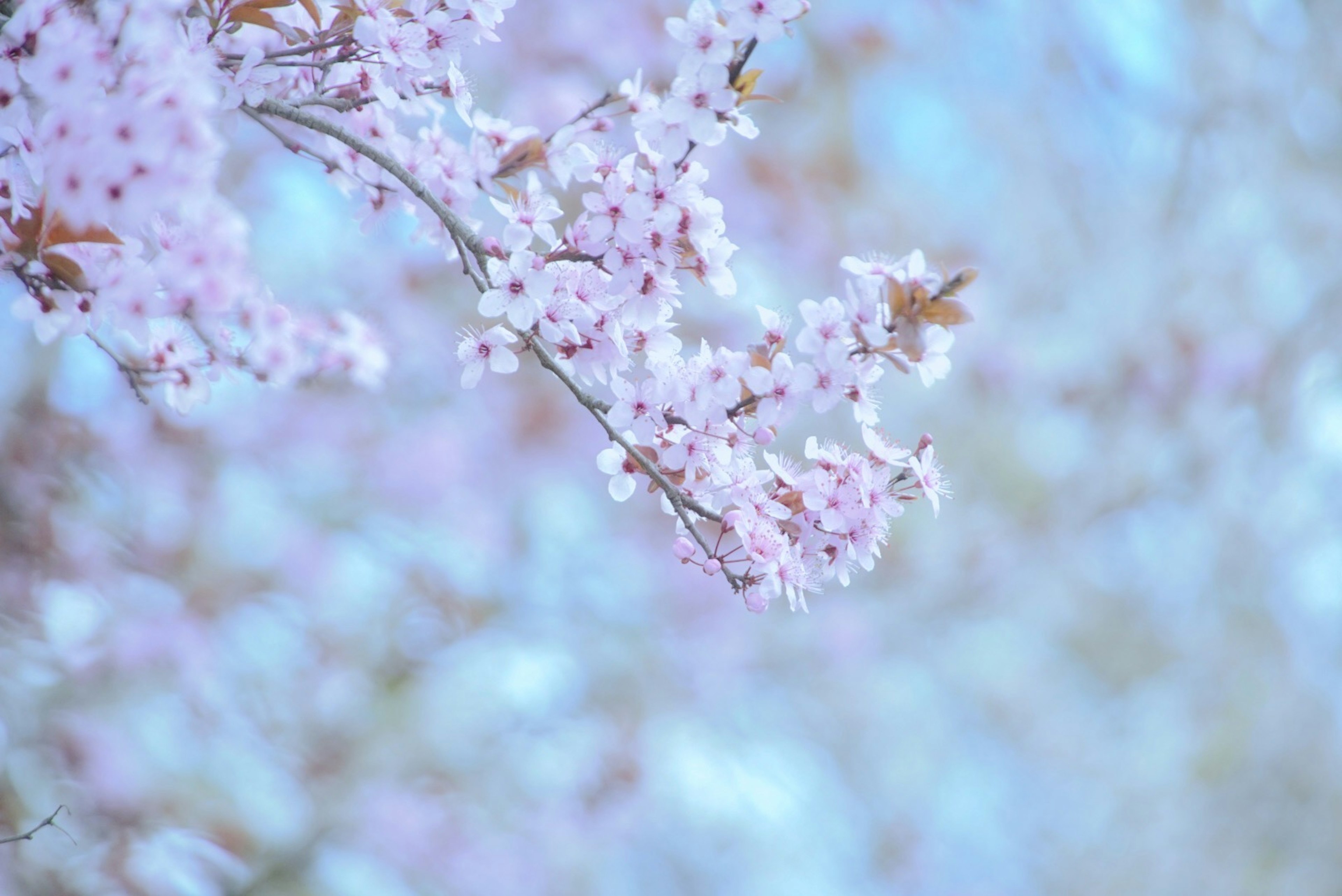 Cabang bunga sakura di latar belakang biru lembut