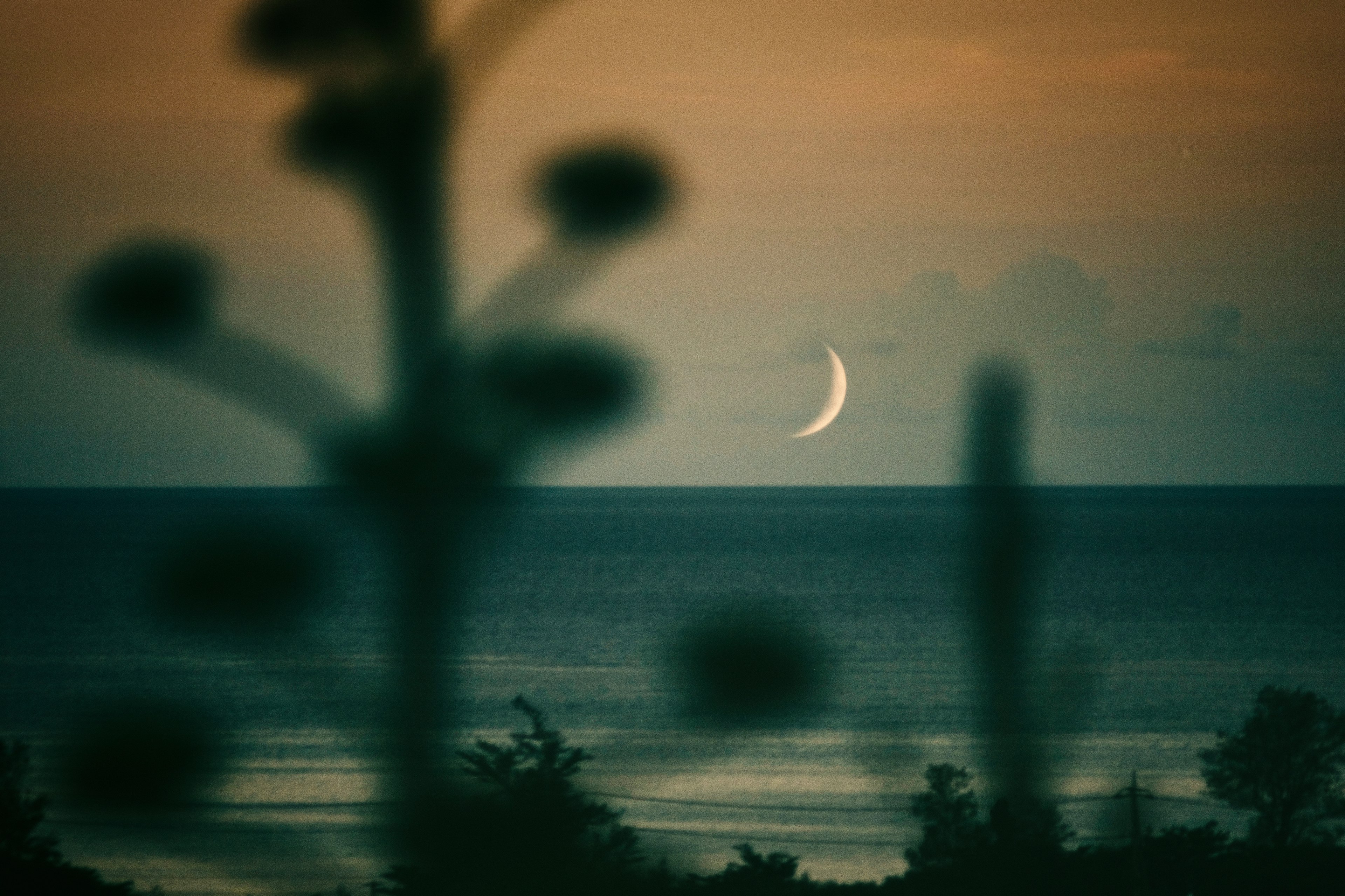 Verschwommene Silhouette von Pflanzen mit schöner Aussicht auf das Meer und den Halbmond