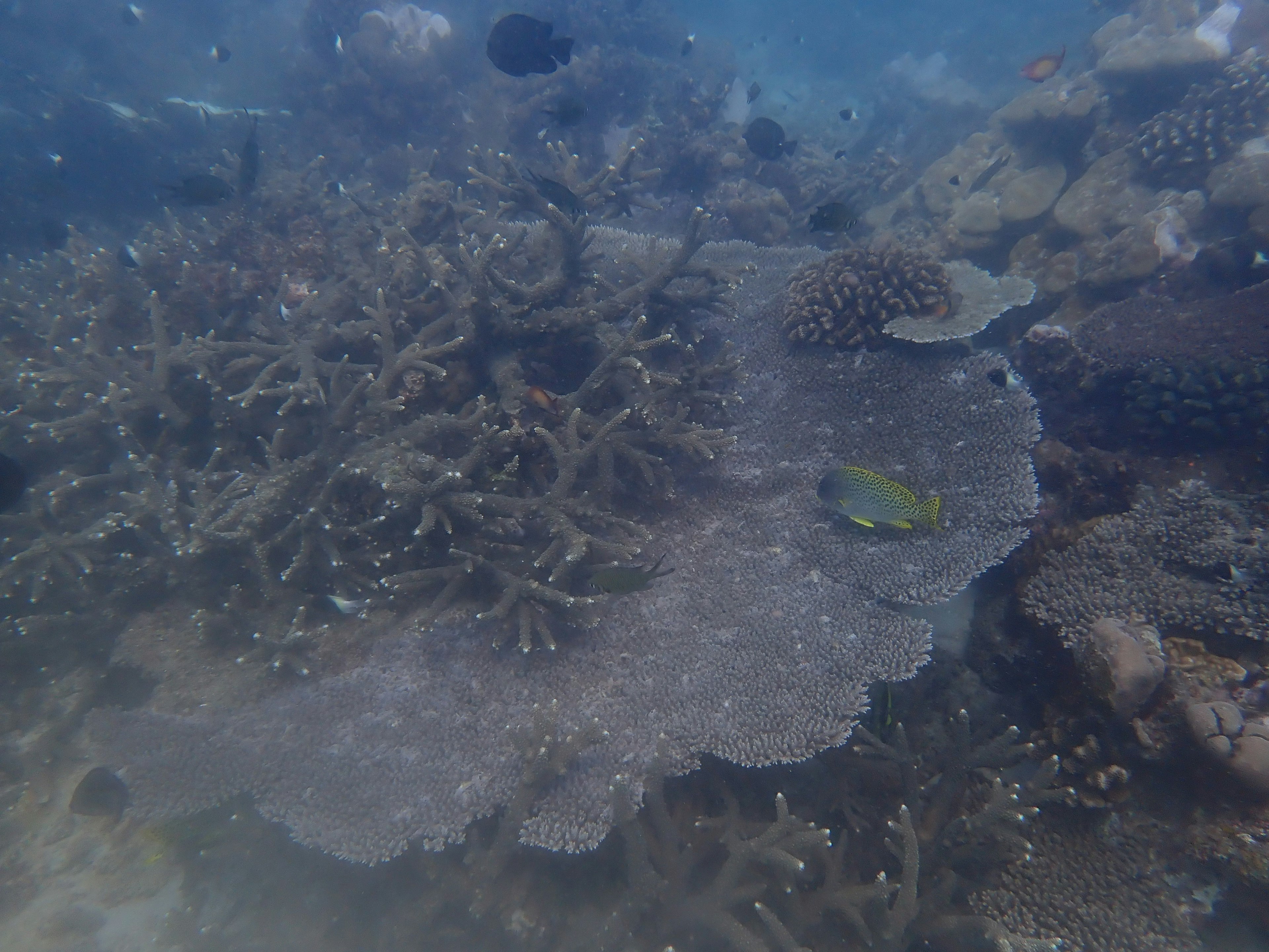 Scène sous-marine montrant l'écosystème de récif corallien avec des poissons