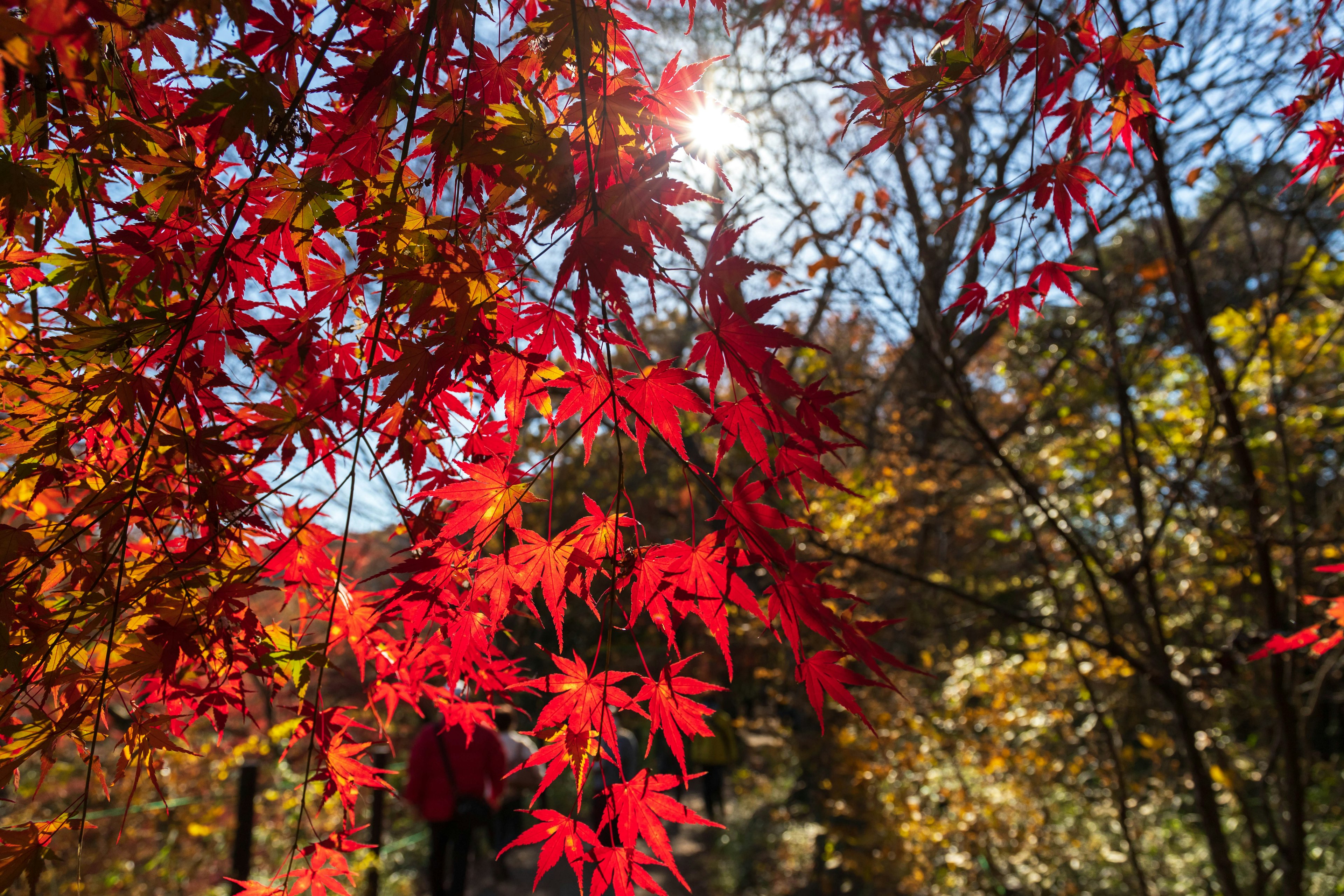 Daun maple merah yang cerah di musim gugur dengan sinar matahari menembus cabang