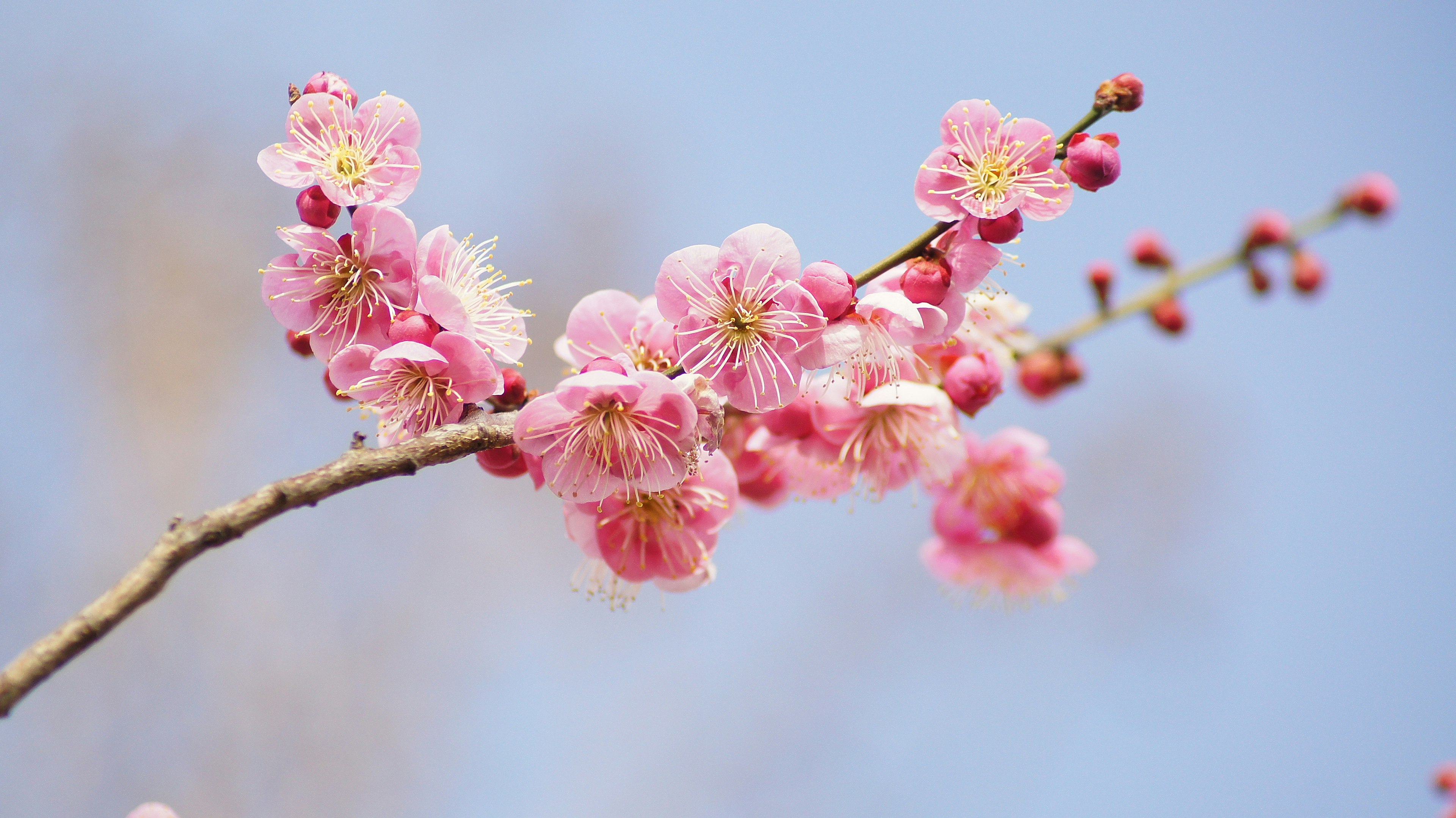 Gros plan de branches de cerisier avec des fleurs roses sur fond de ciel bleu