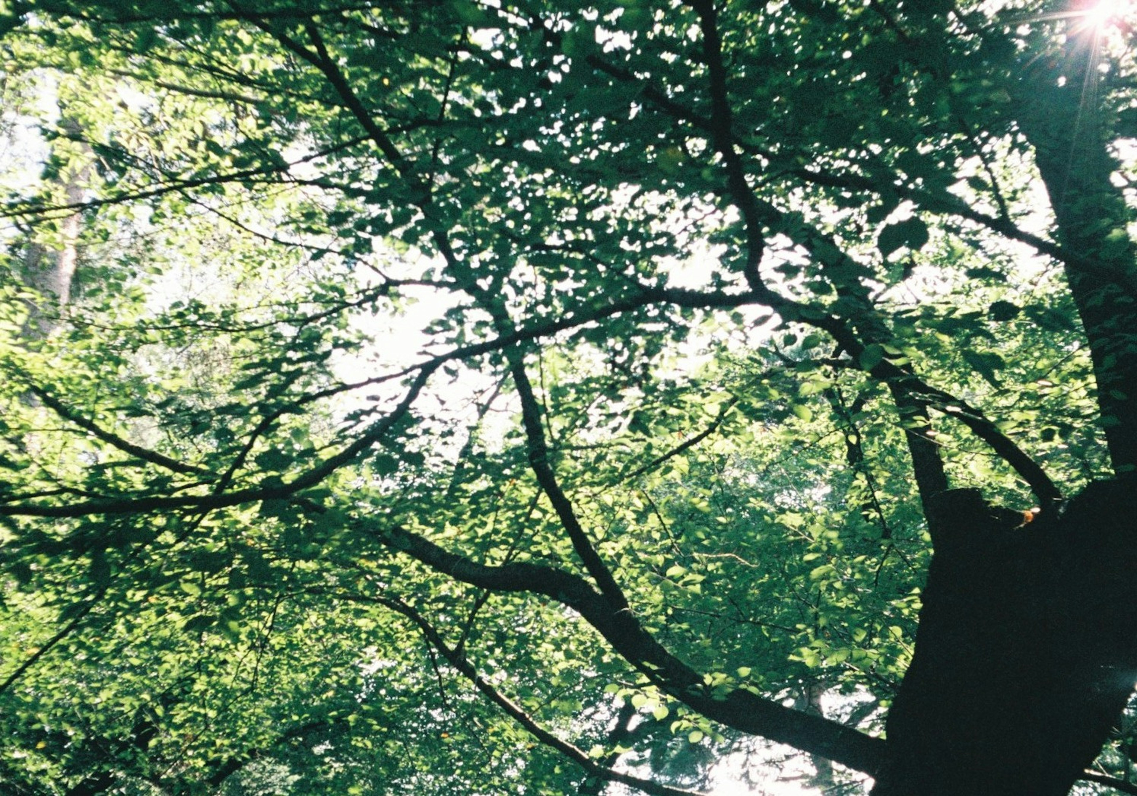 Rami di alberi con foglie verdi lussureggianti e luce che filtra attraverso una foresta