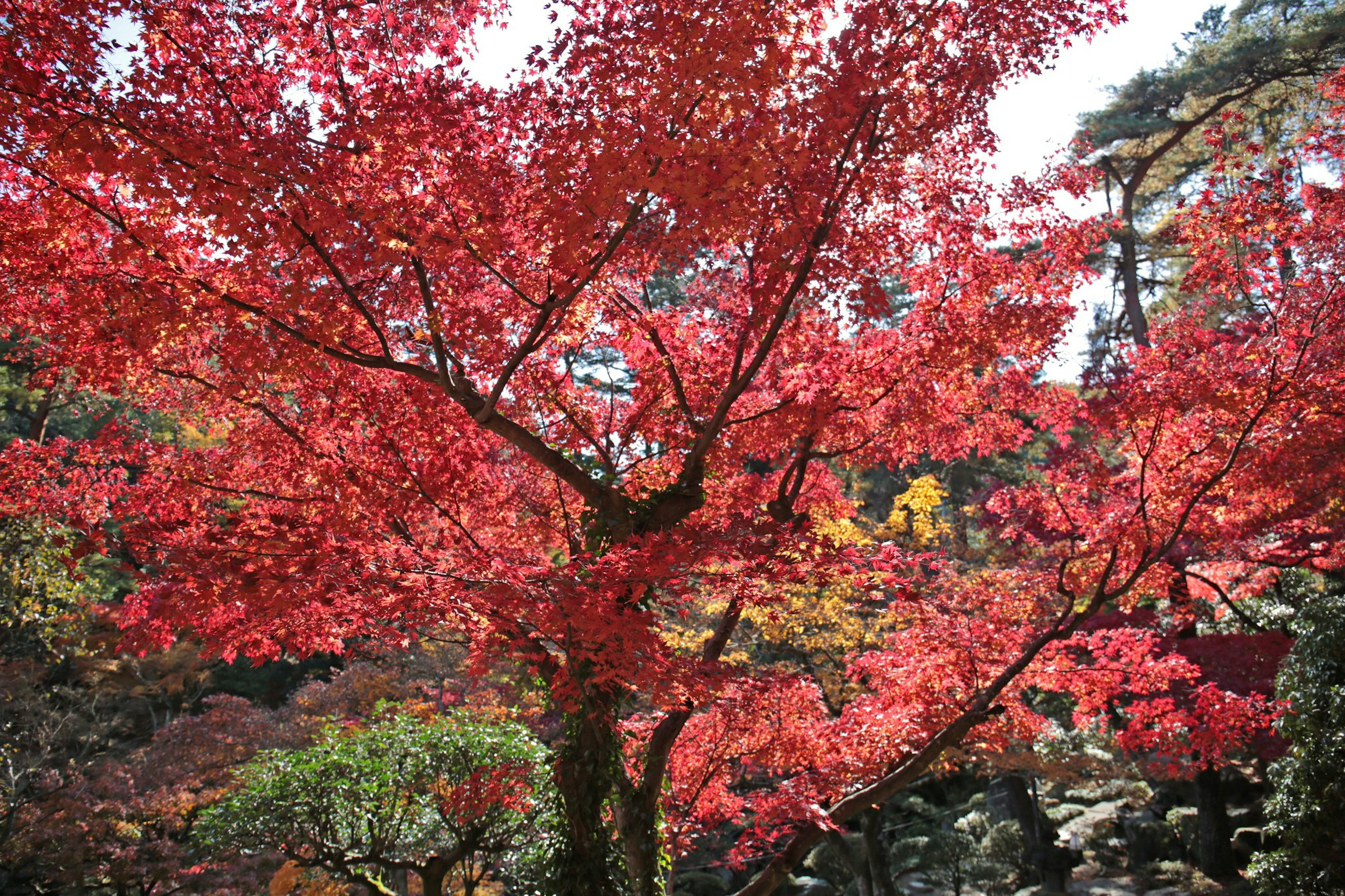 Un paisaje hermoso con un árbol de arce con hojas rojas vibrantes