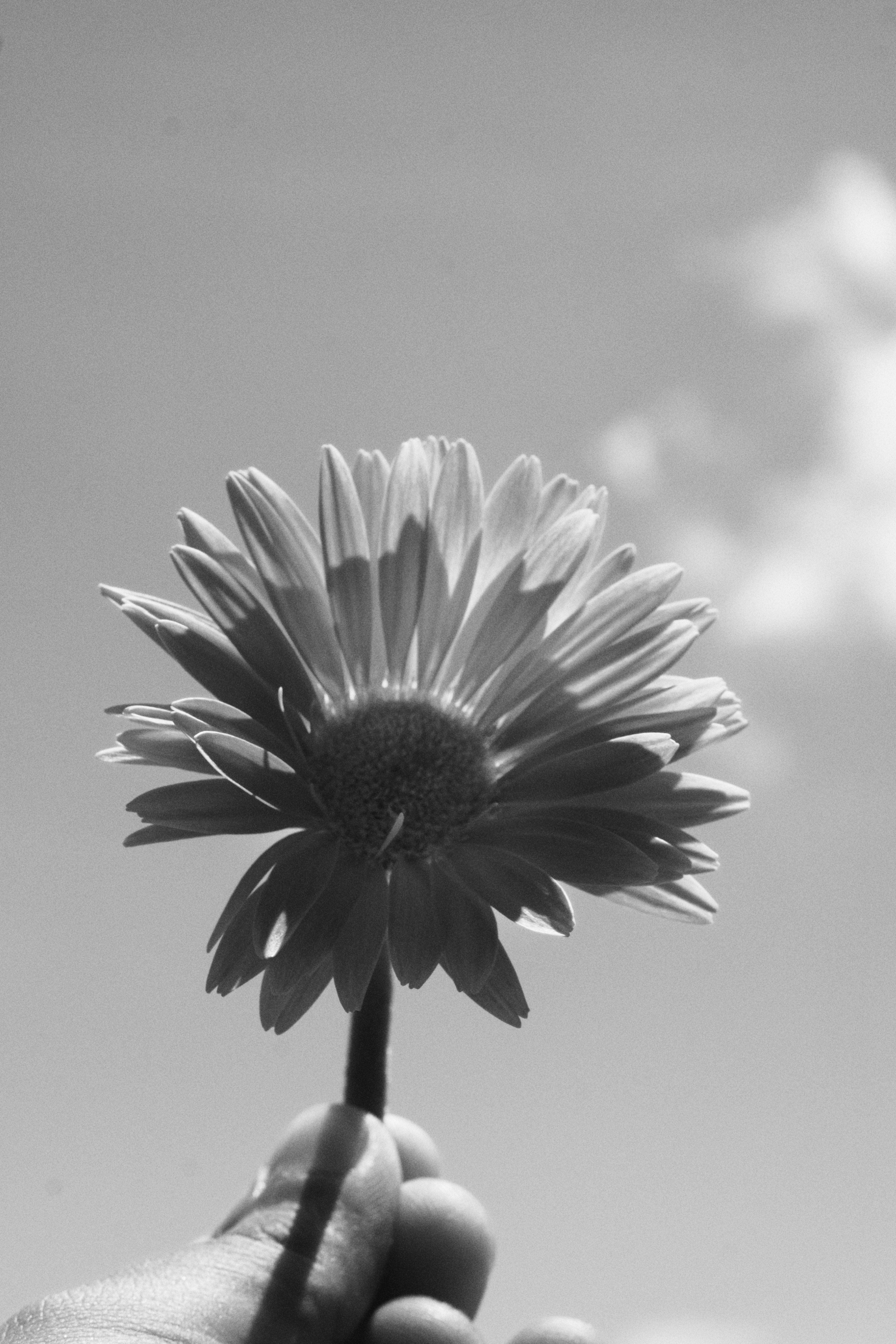 Schwarzweißbild einer Blume, die gegen den Himmel gehalten wird