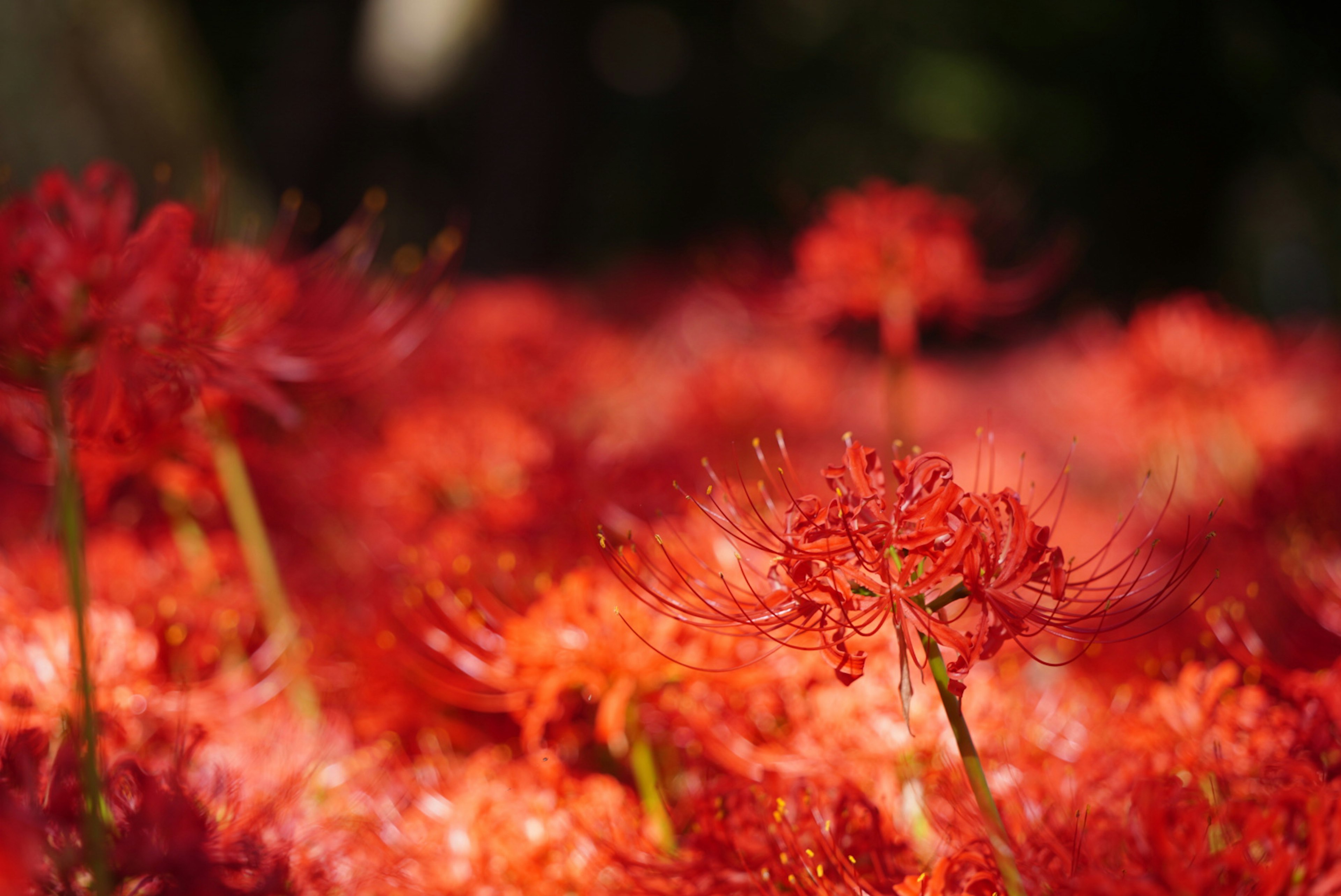 Vibrant cluster of red spider lilies in a natural setting