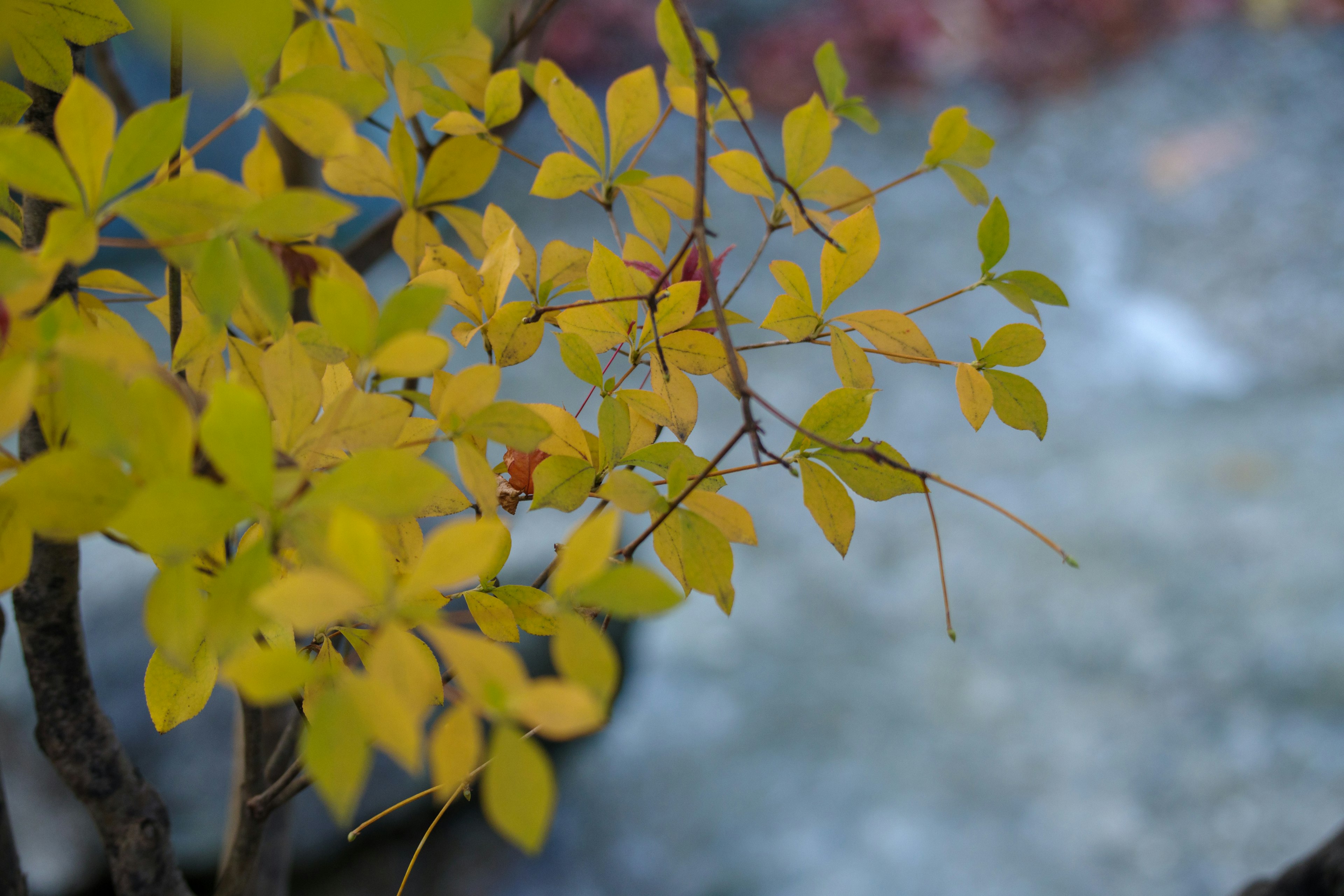 Close-up of a small branch with yellow leaves against a blurred stone background