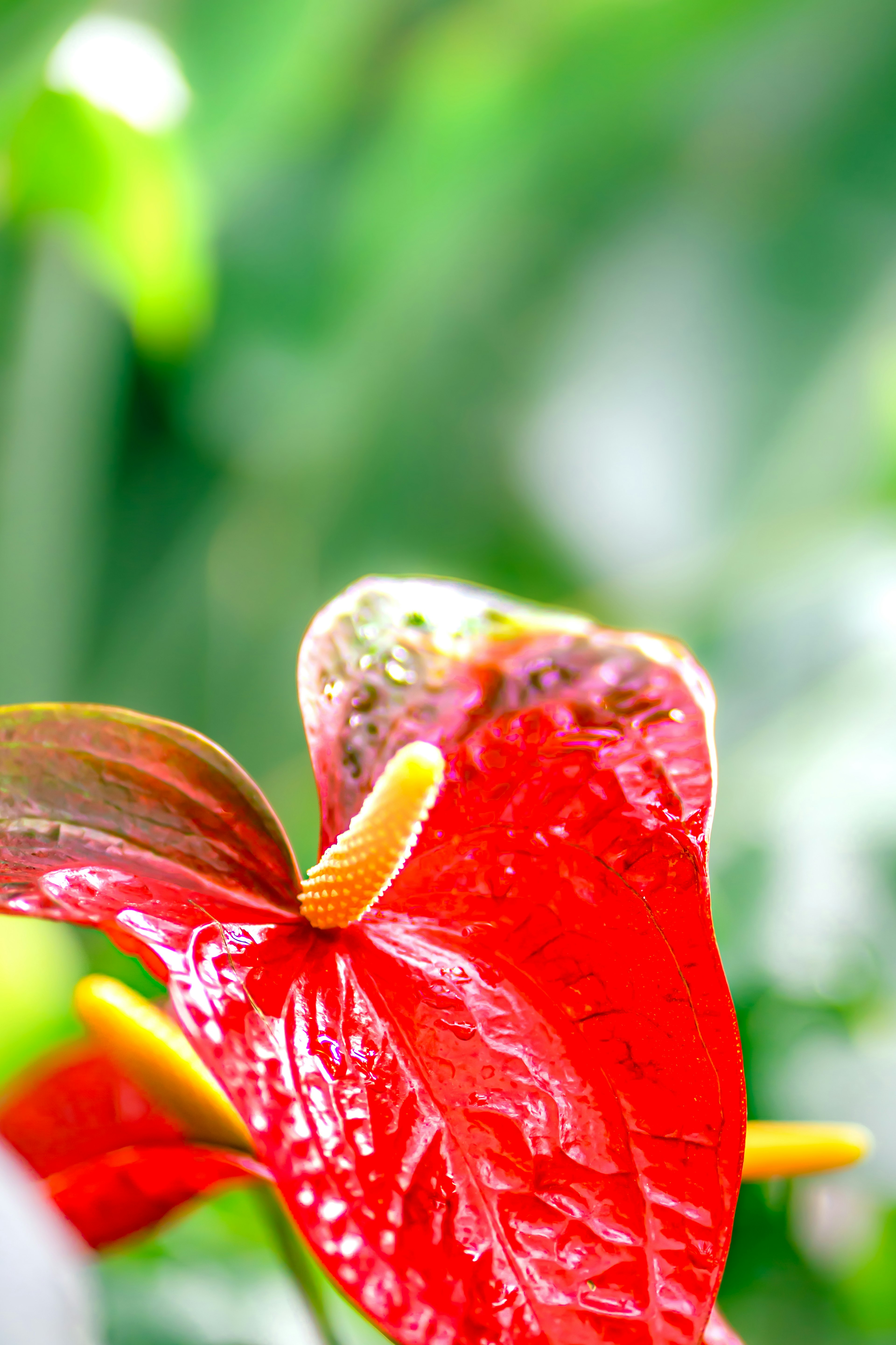 Kedekatan bunga anthurium merah cerah dengan latar belakang hijau kabur