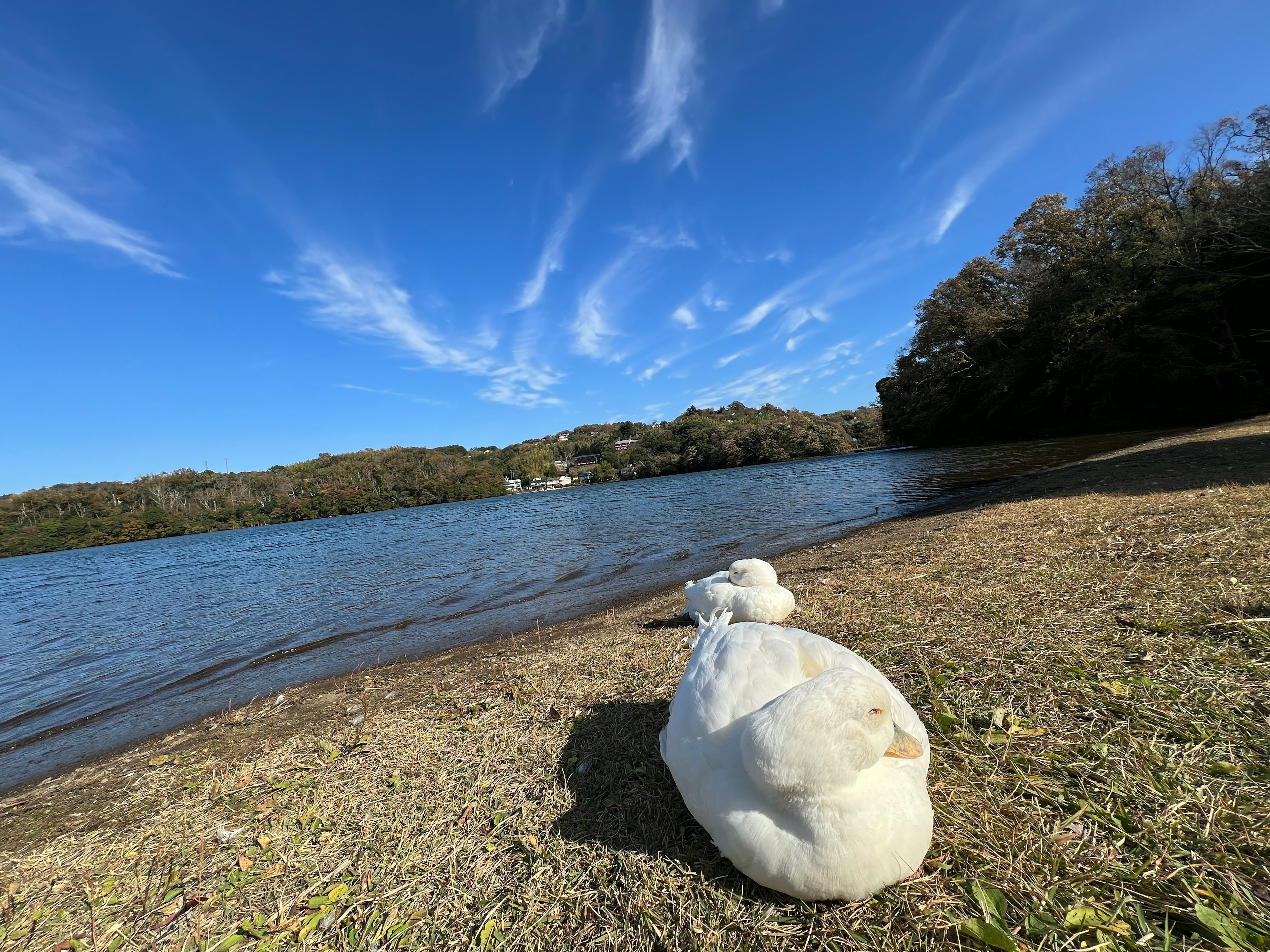 湖のほとりに置かれた白い袋と青空の風景