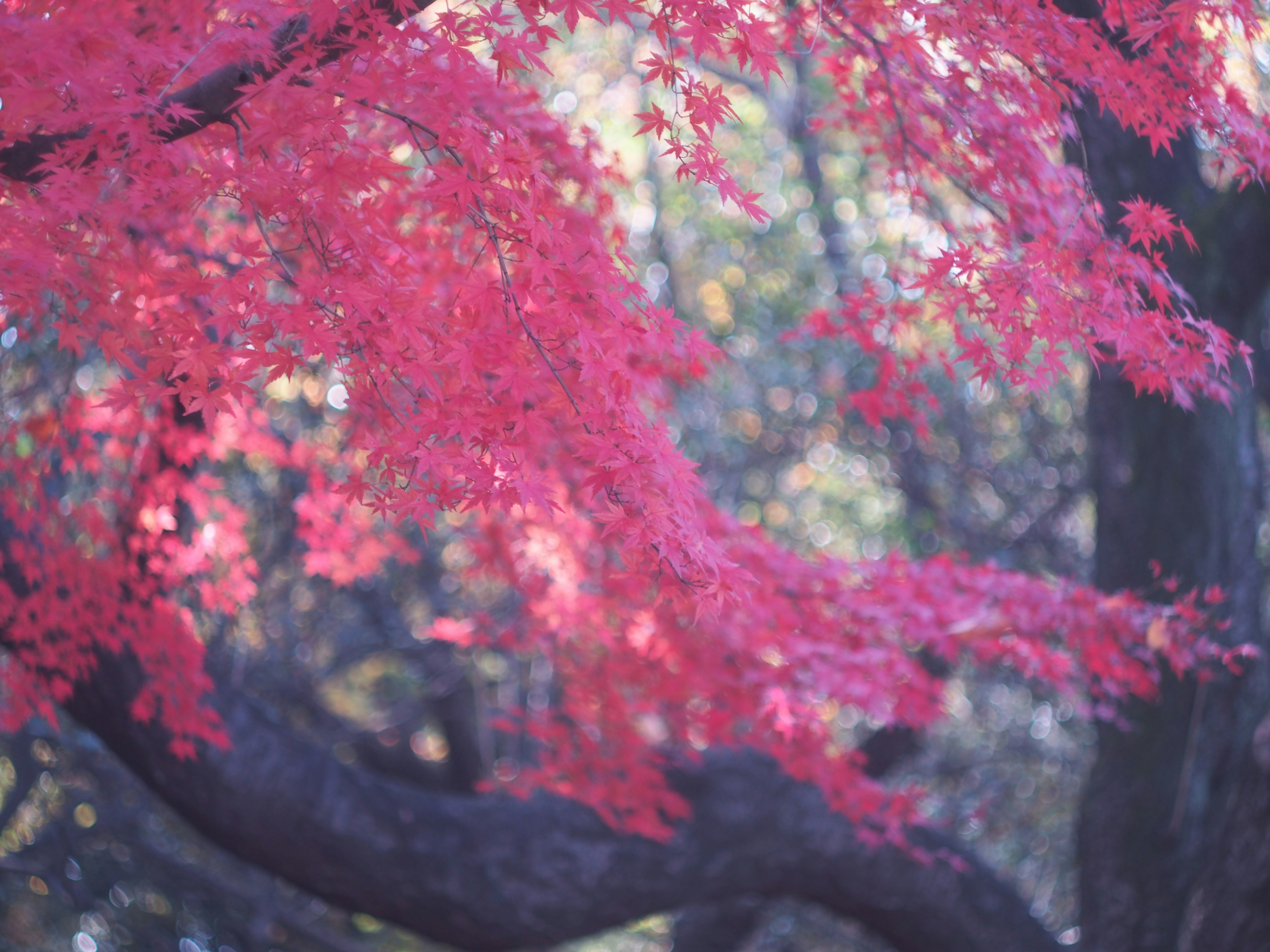 鮮豔的紅葉在樹枝上，模糊的背景