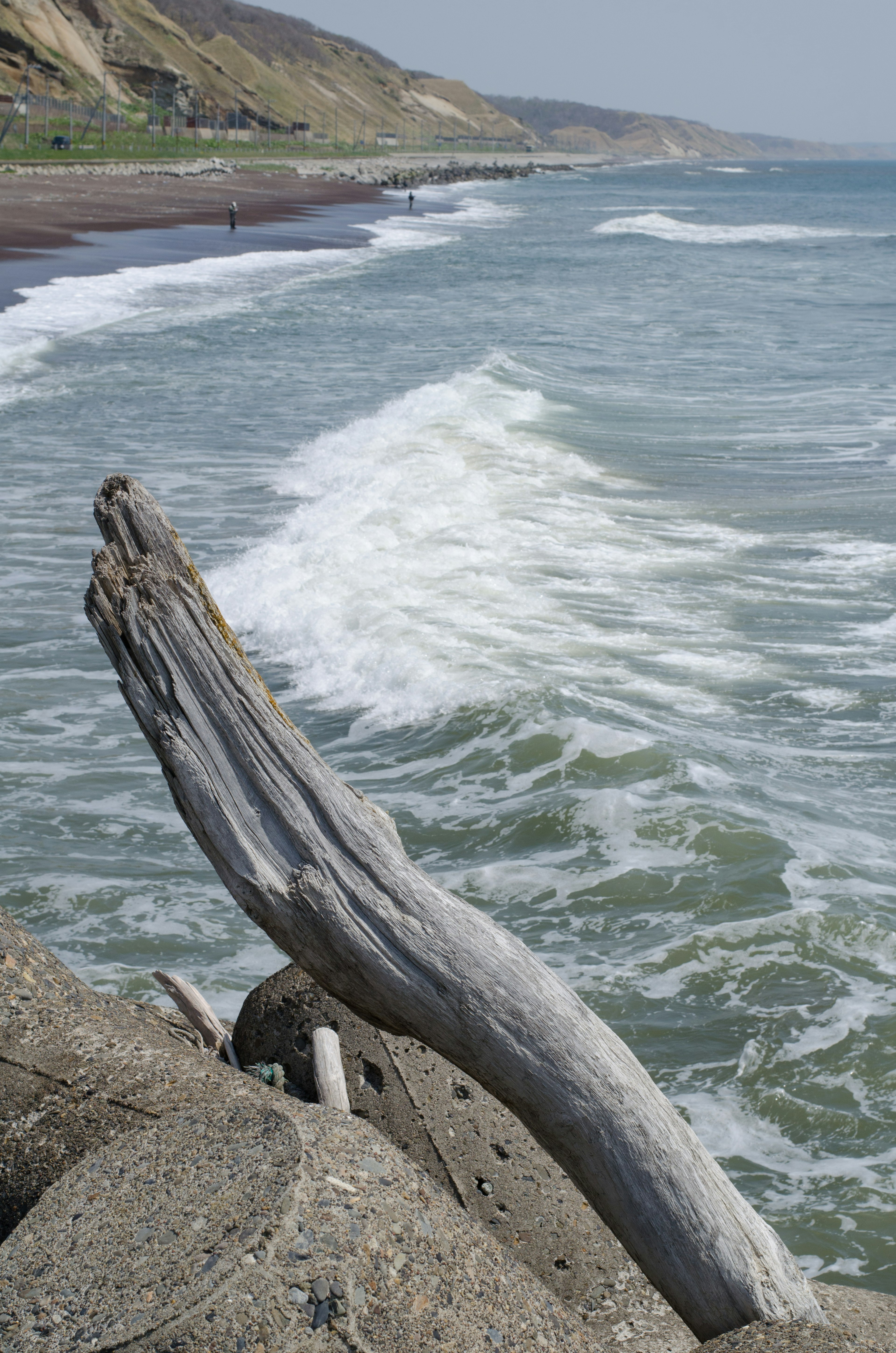 Coastal scene featuring driftwood and waves