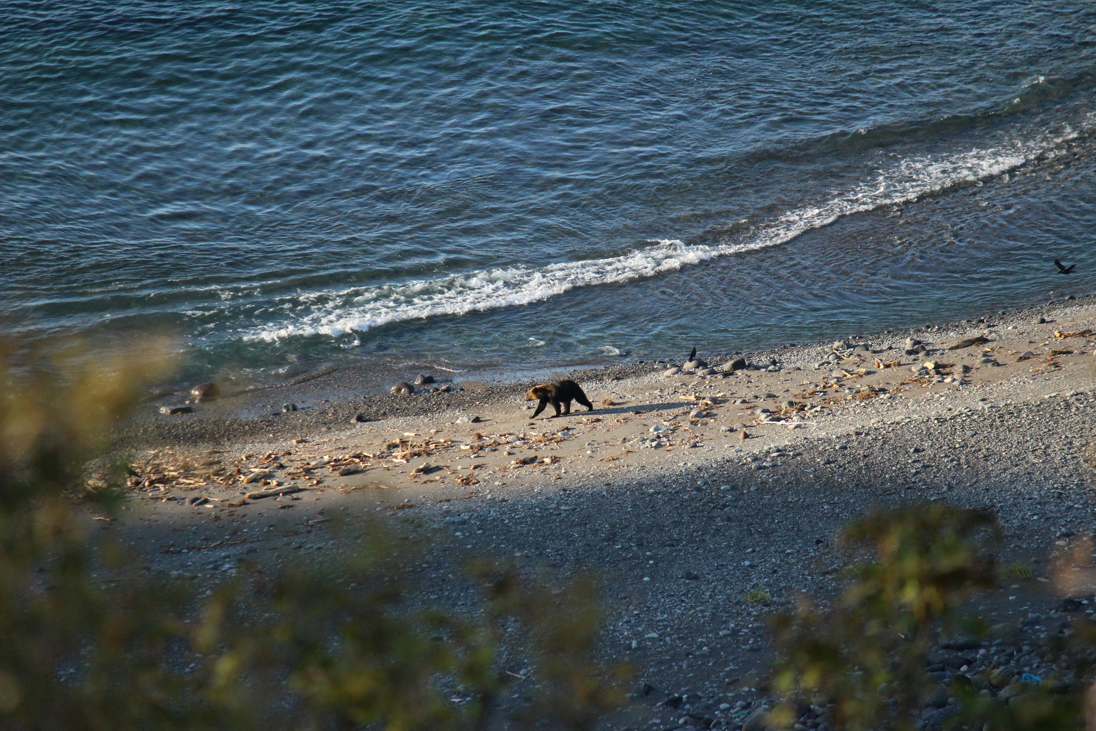 海岸で歩く黒い動物の画像