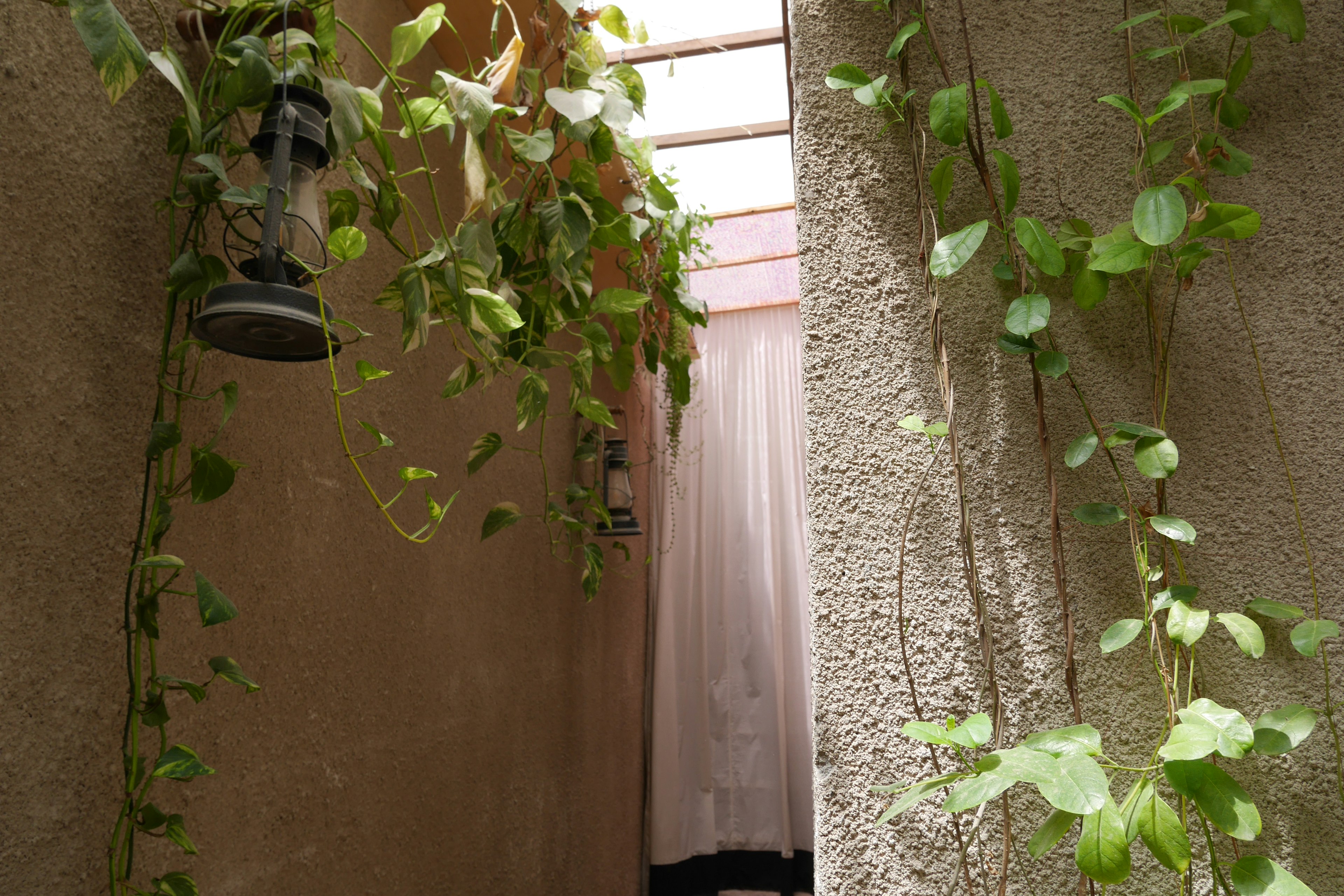 Narrow passage with hanging plants and sunlight filtering through