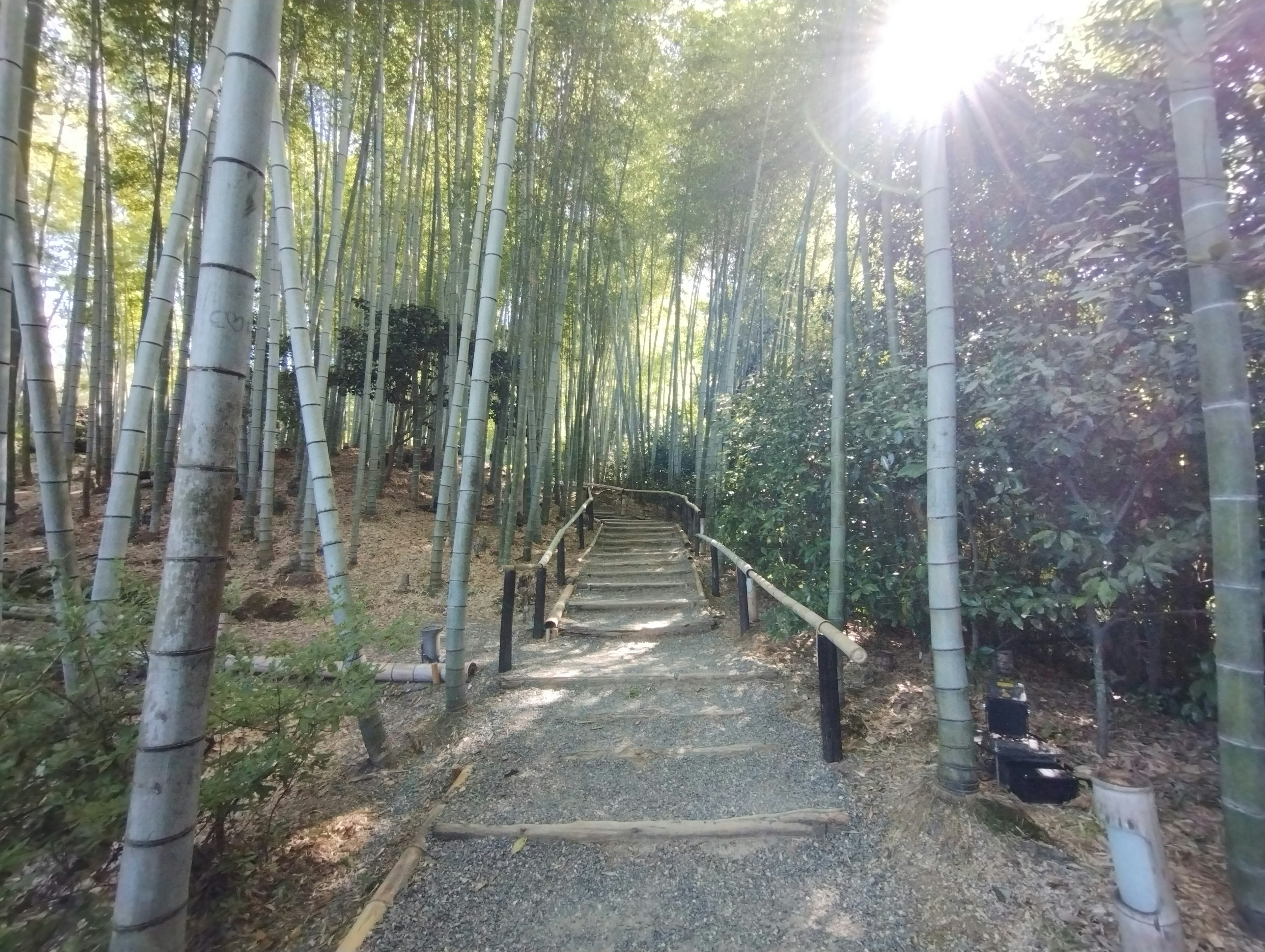 Pathway through a bamboo forest with sunlight