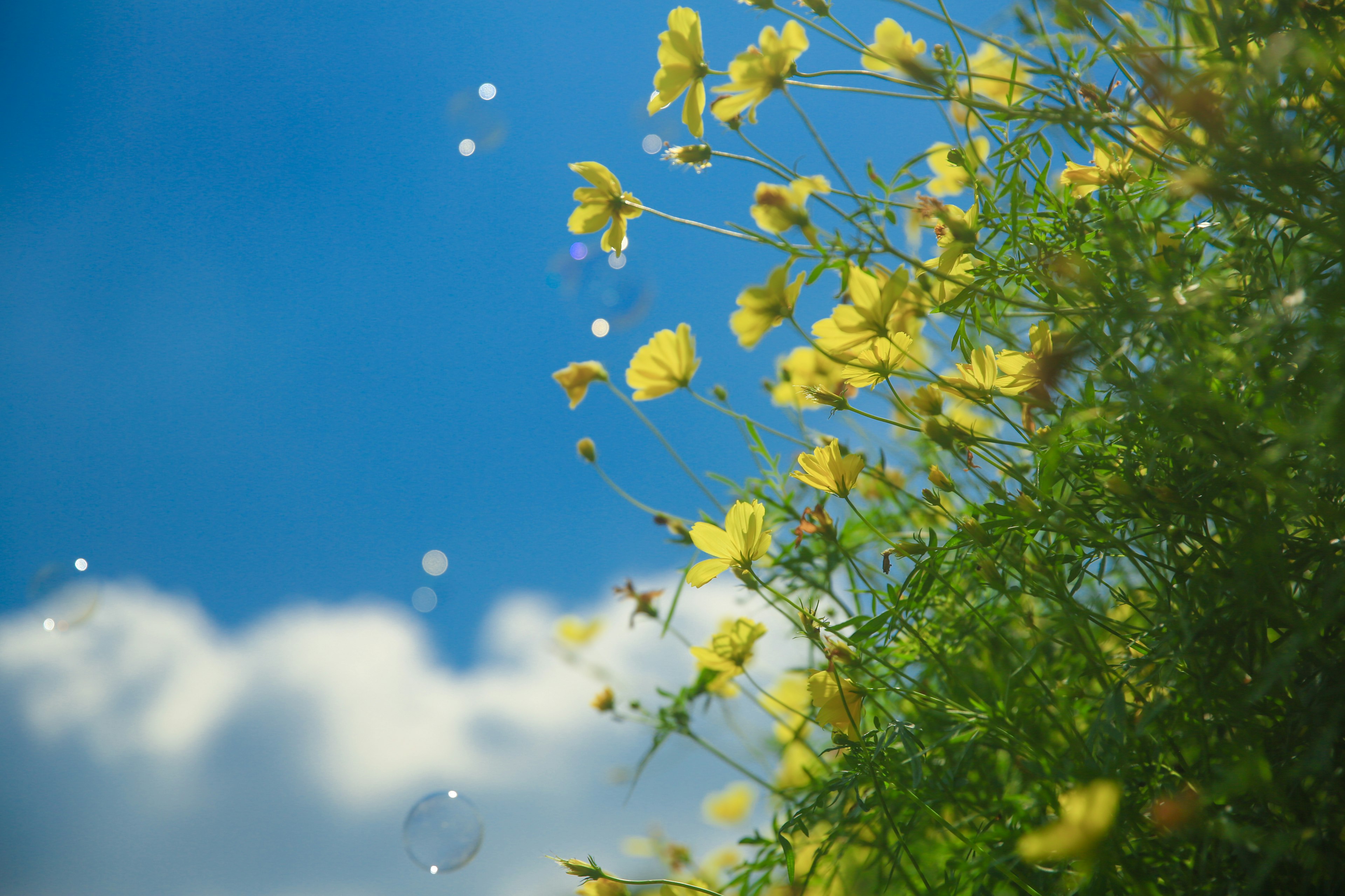 青空の下に咲く黄色い花と水滴の写真