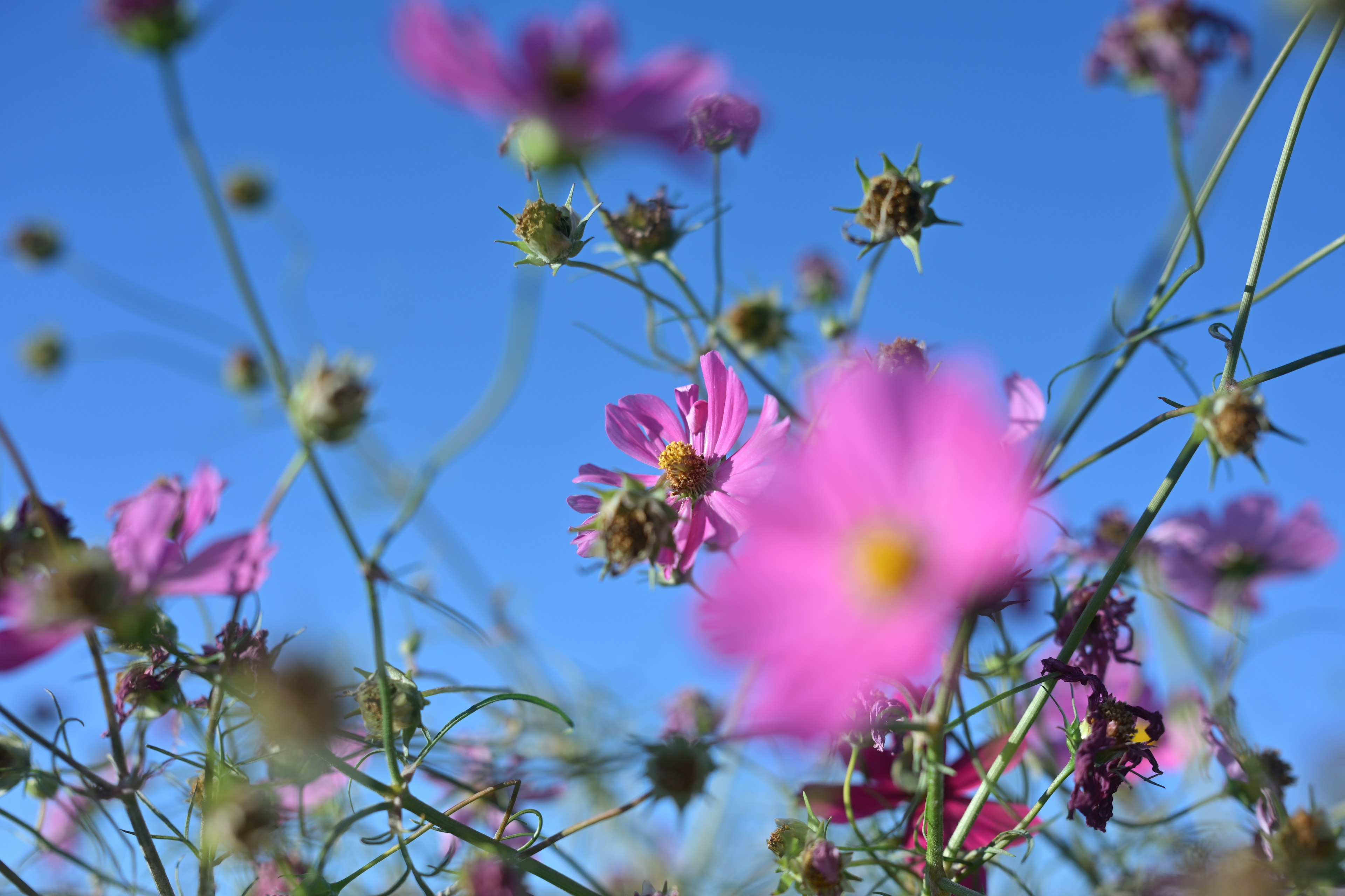 Escenario suave de flores rosas contra un cielo azul