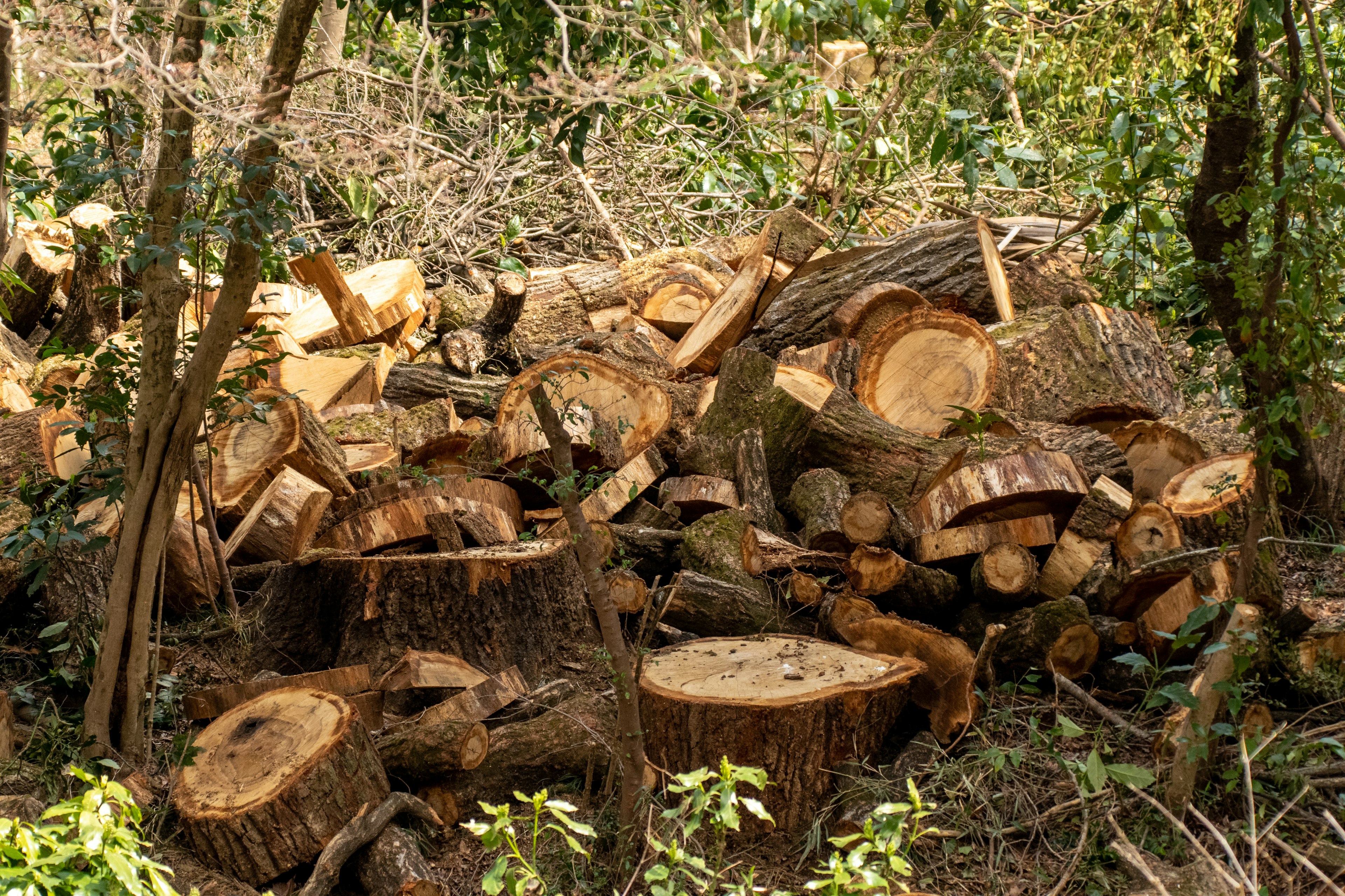 Legna e ceppi d'albero accumulati in un ambiente naturale