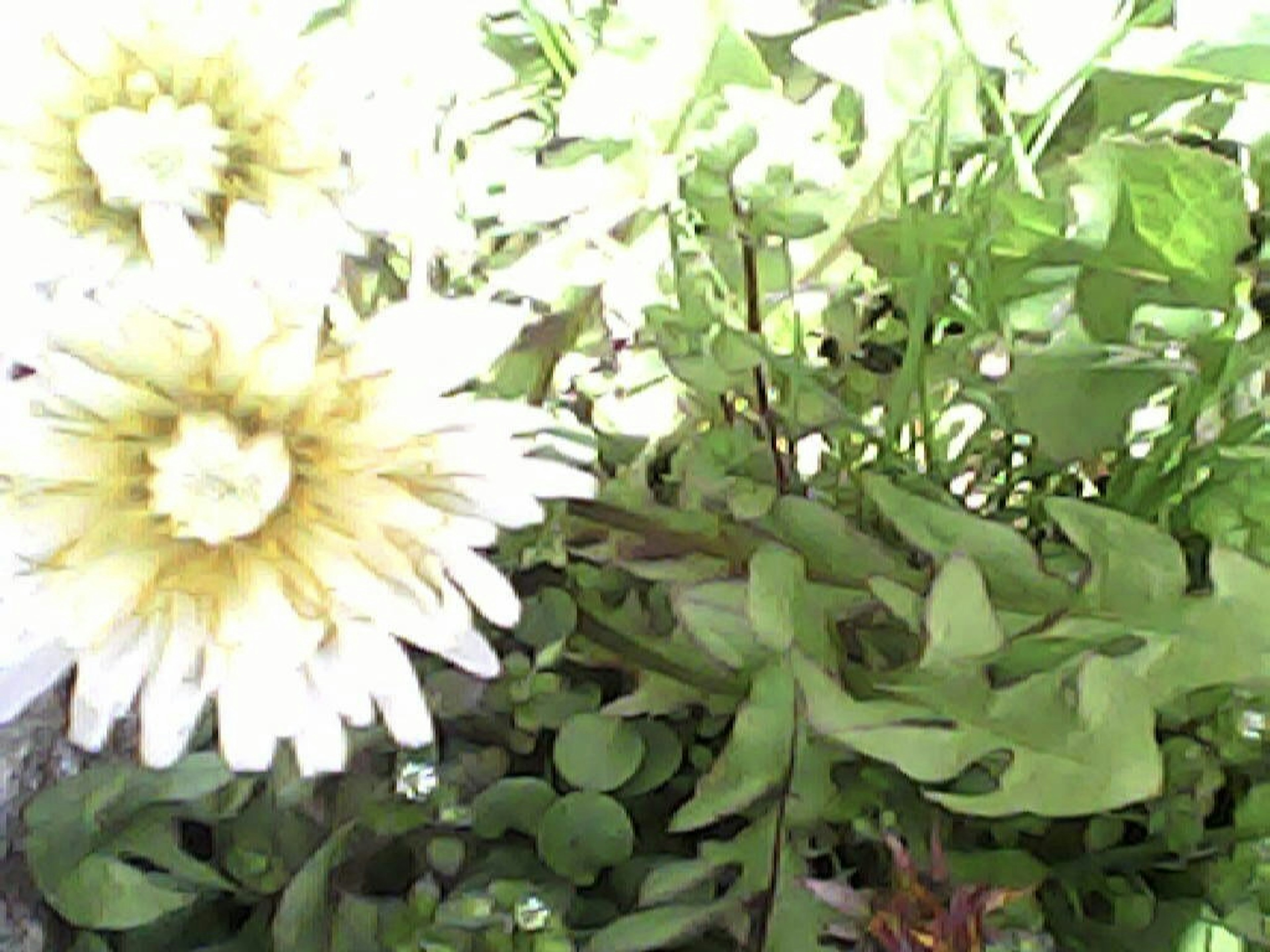 Close-up of white flowers and green leaves in a plant arrangement