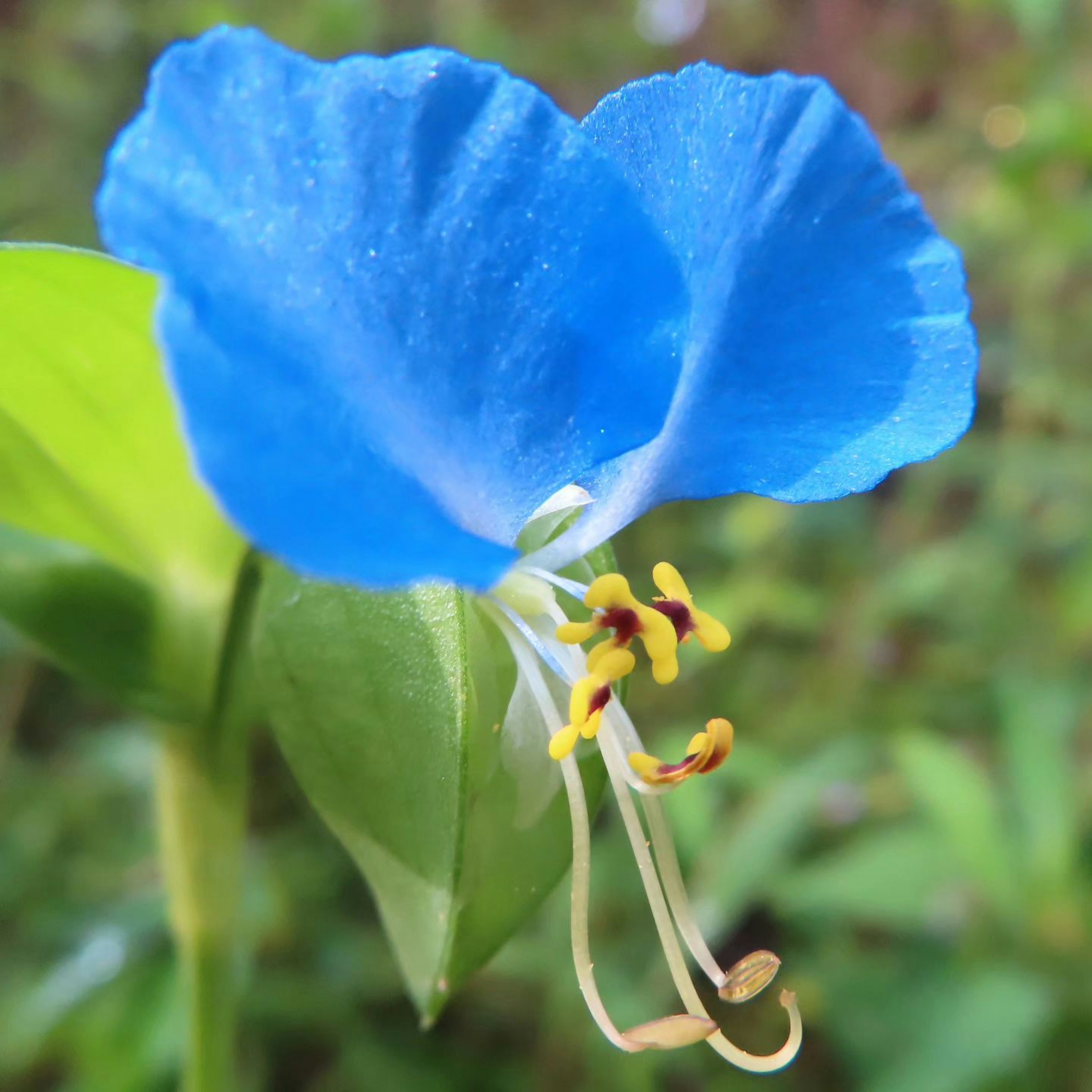 Close-up of a vibrant blue flower with green leaves and yellow stamens