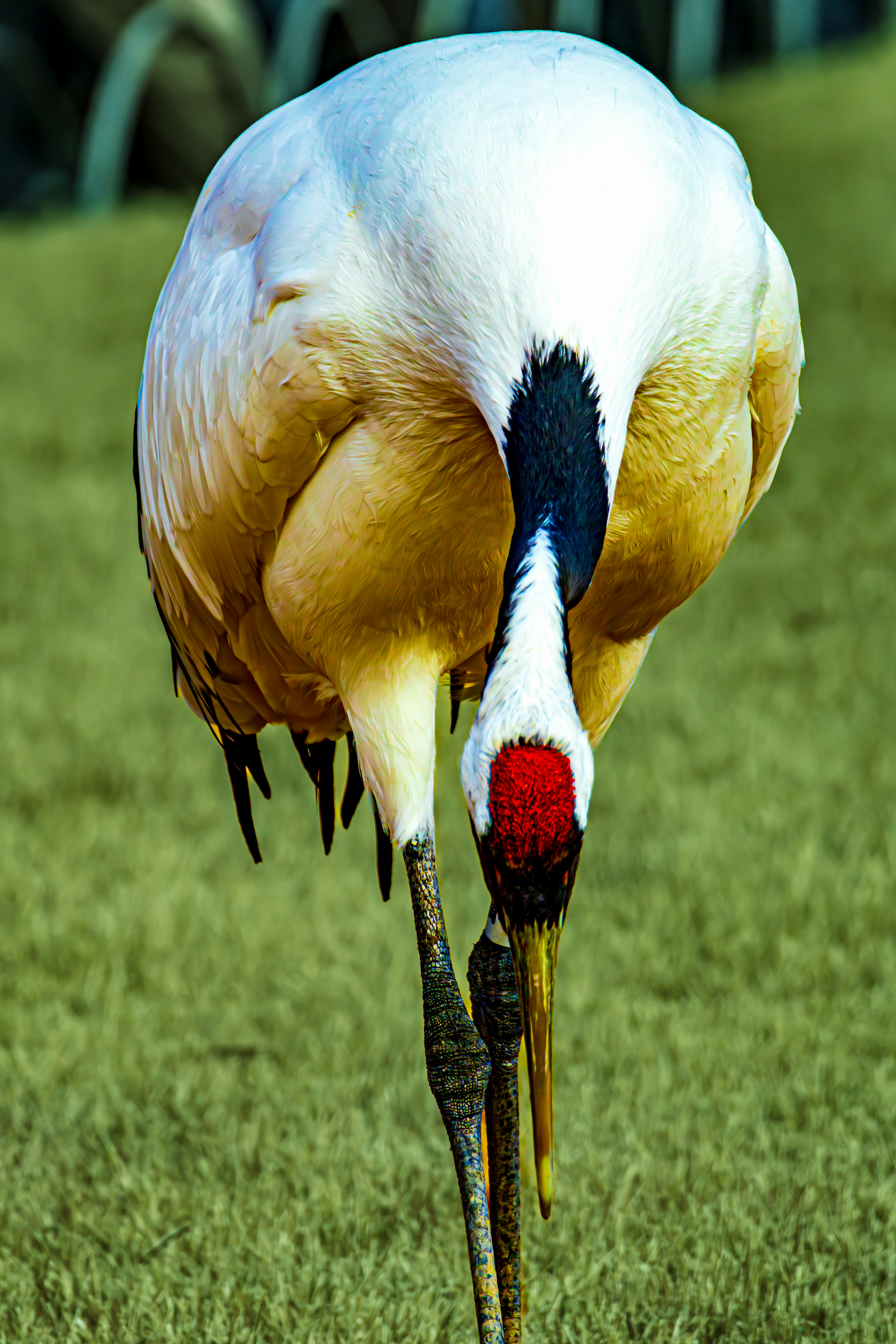 A red-crowned crane seen from behind showcasing its distinctive plumage and red head