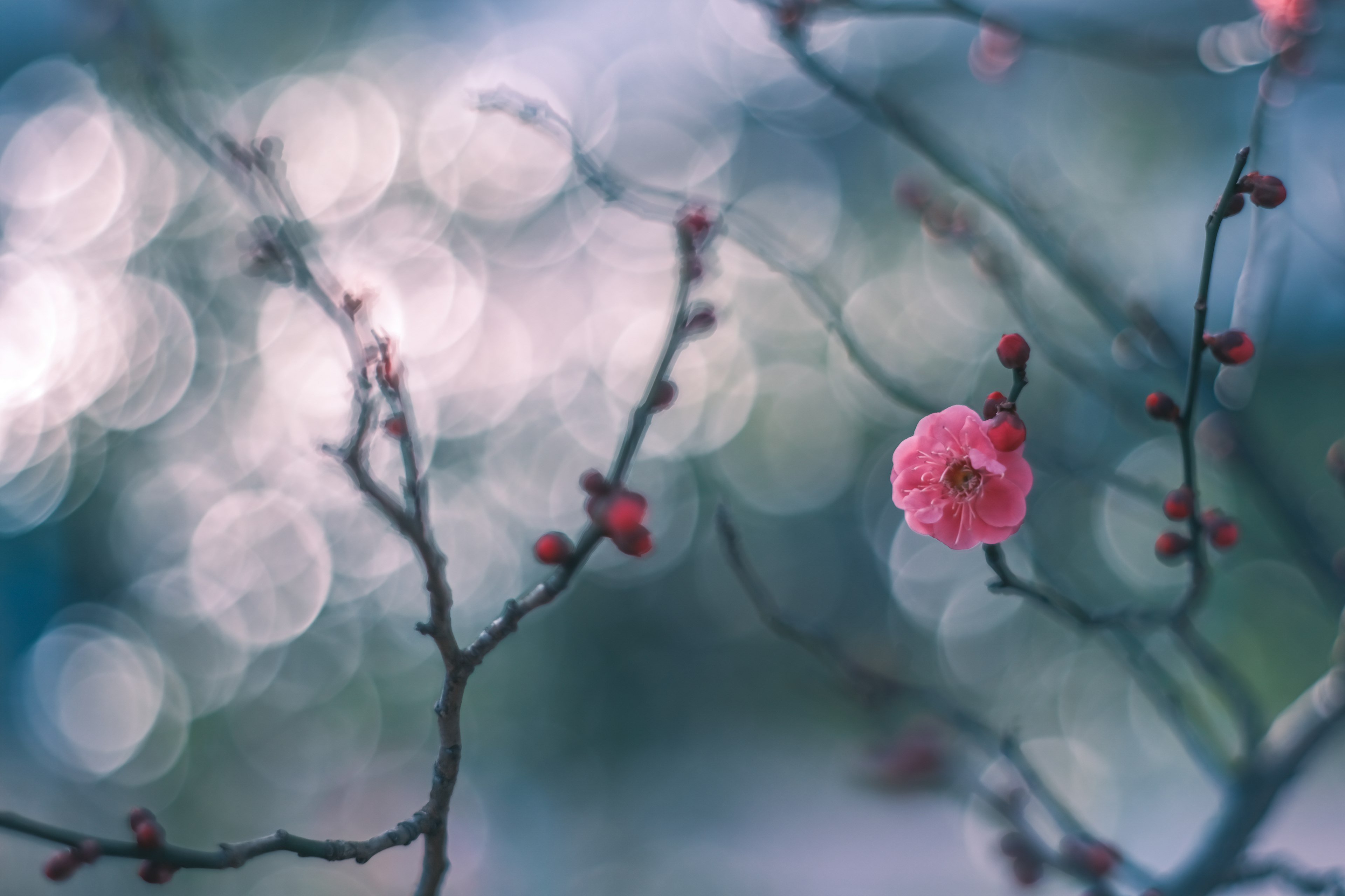 Zarte Kirschblüte mit Knospen vor einem sanften Bokeh-Hintergrund