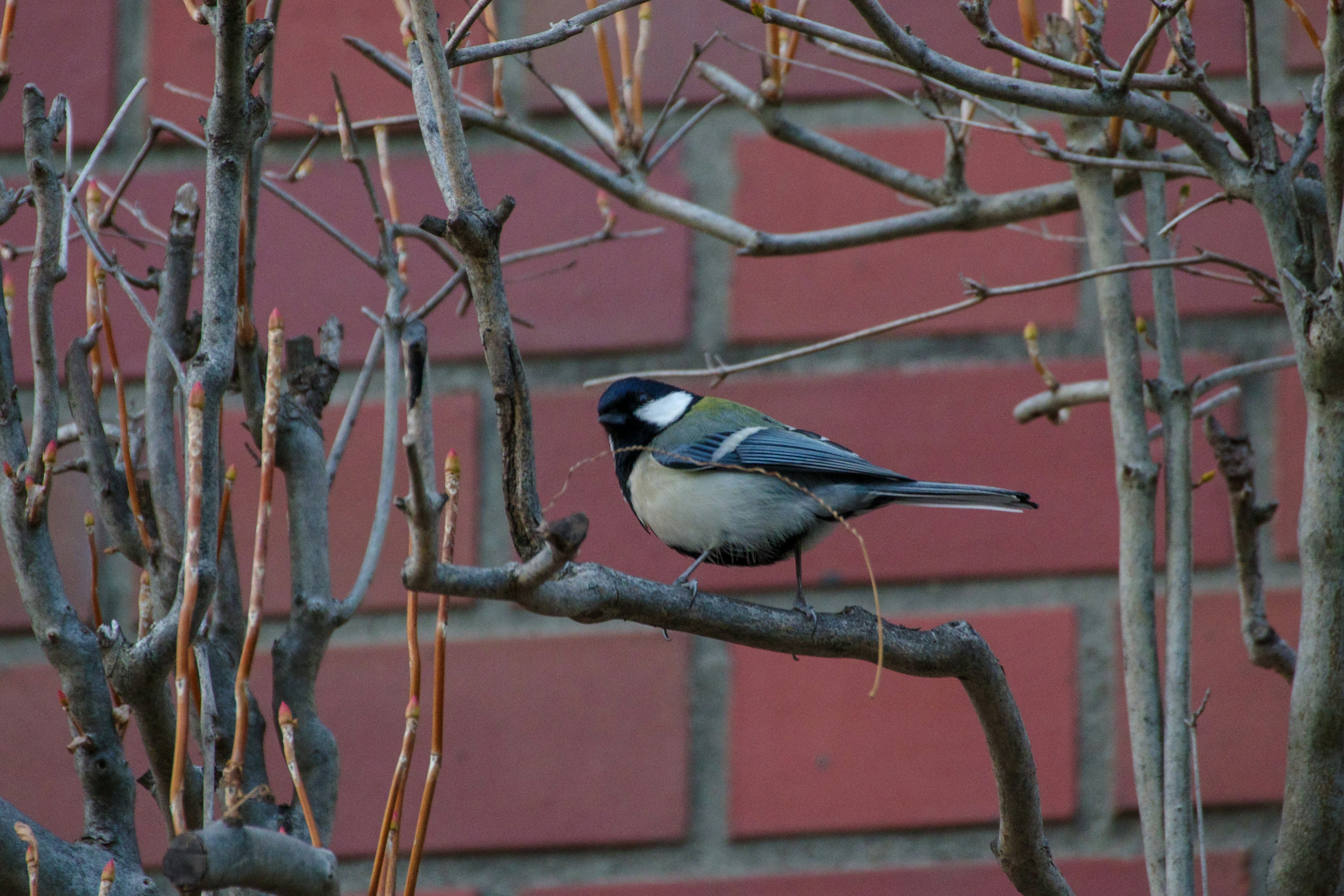 Un oiseau mésange charbonnière perché sur une branche avec un fond de mur en briques