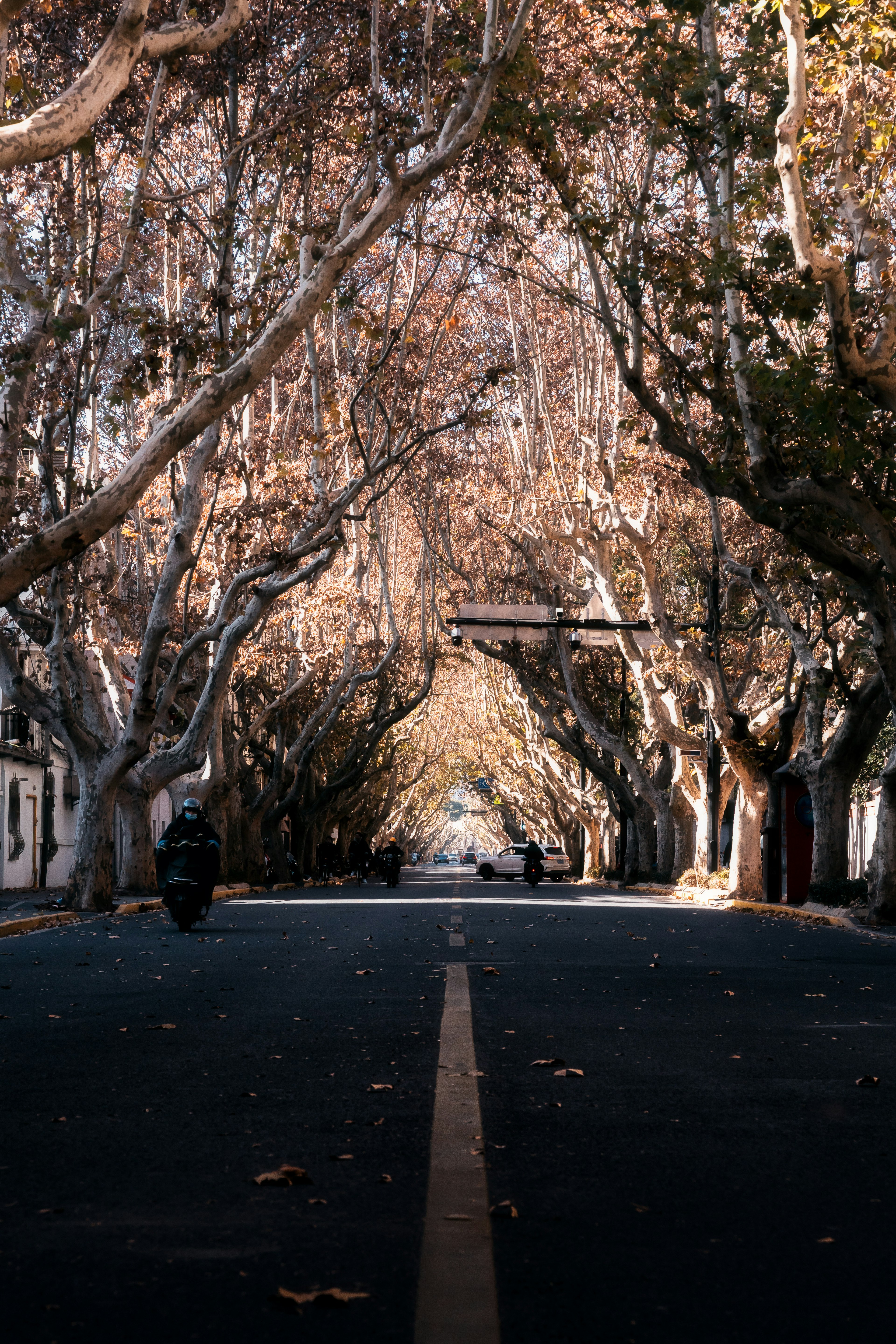 Calle tranquila flanqueada por árboles de otoño