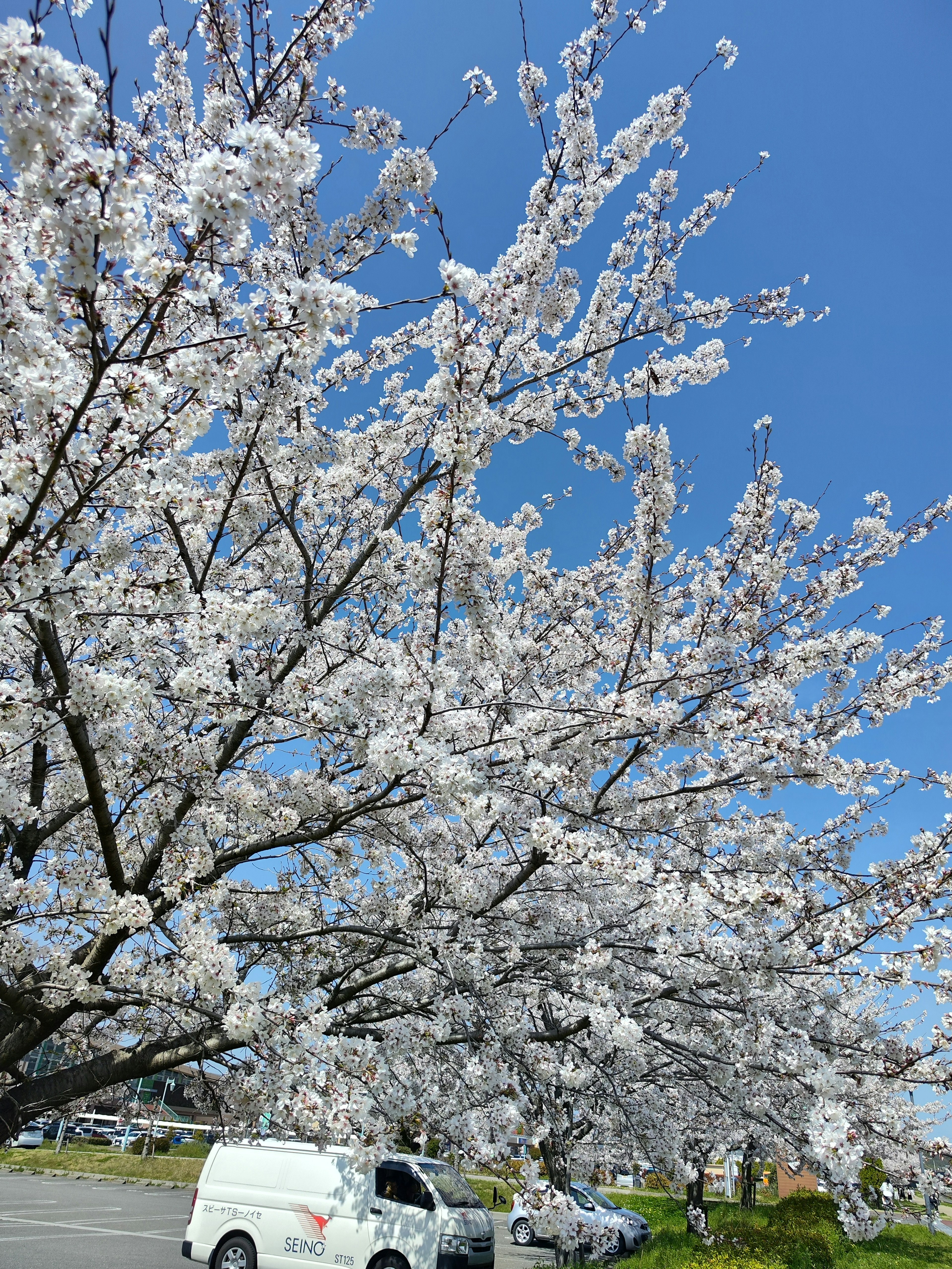 Pohon bunga sakura yang mekar penuh di bawah langit biru yang cerah