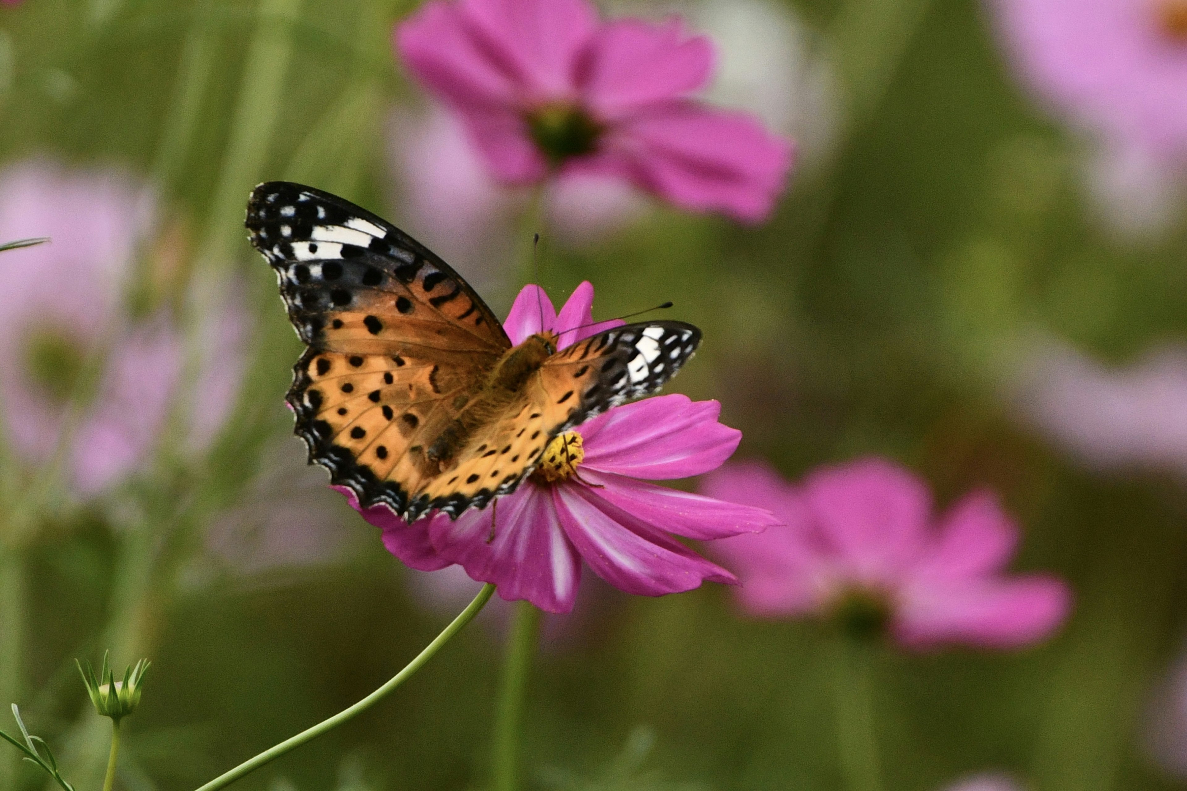 Ein lebhaft orangefarbener Schmetterling ruht auf einer rosa Blume