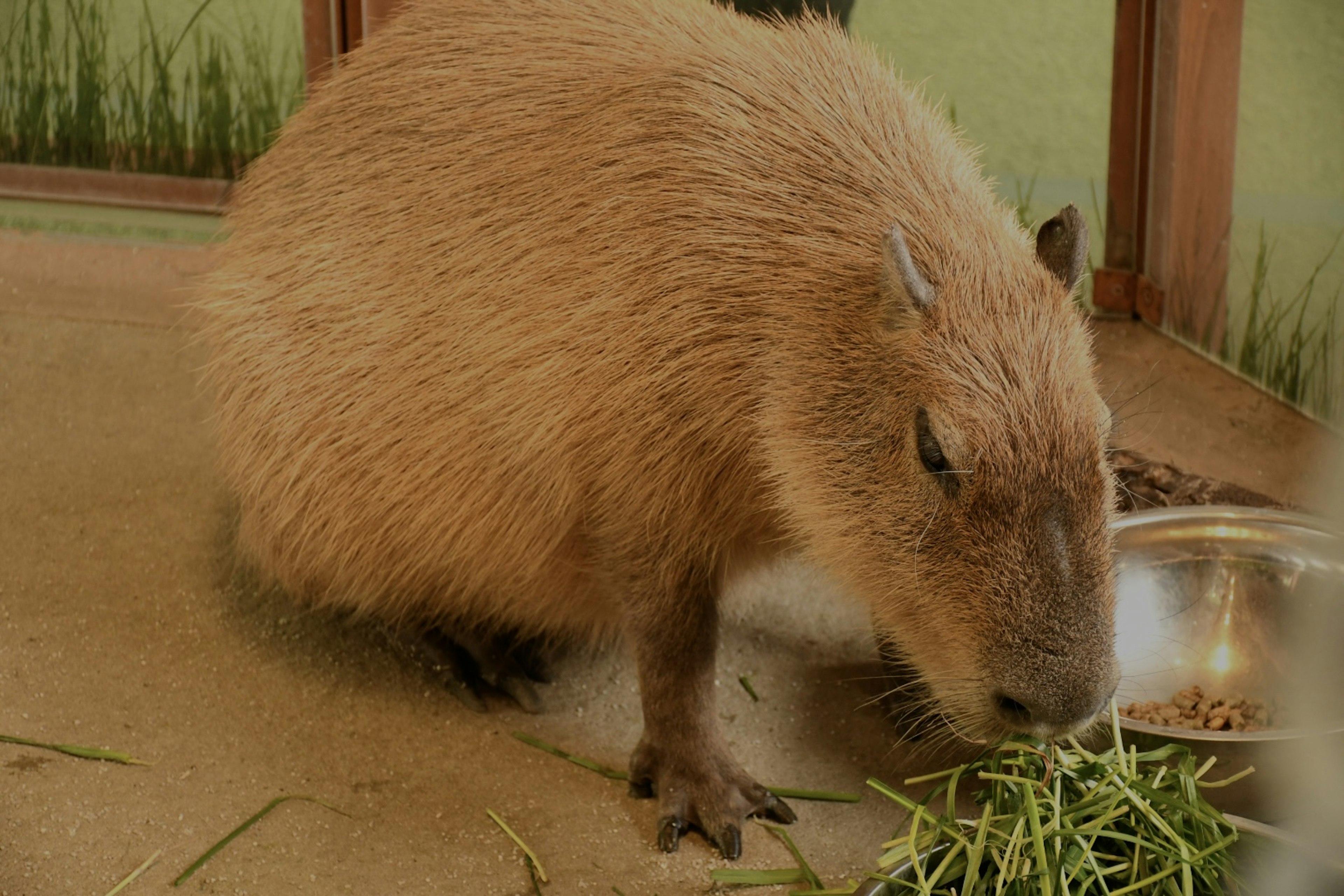 Capybara sedang makan rumput di habitat