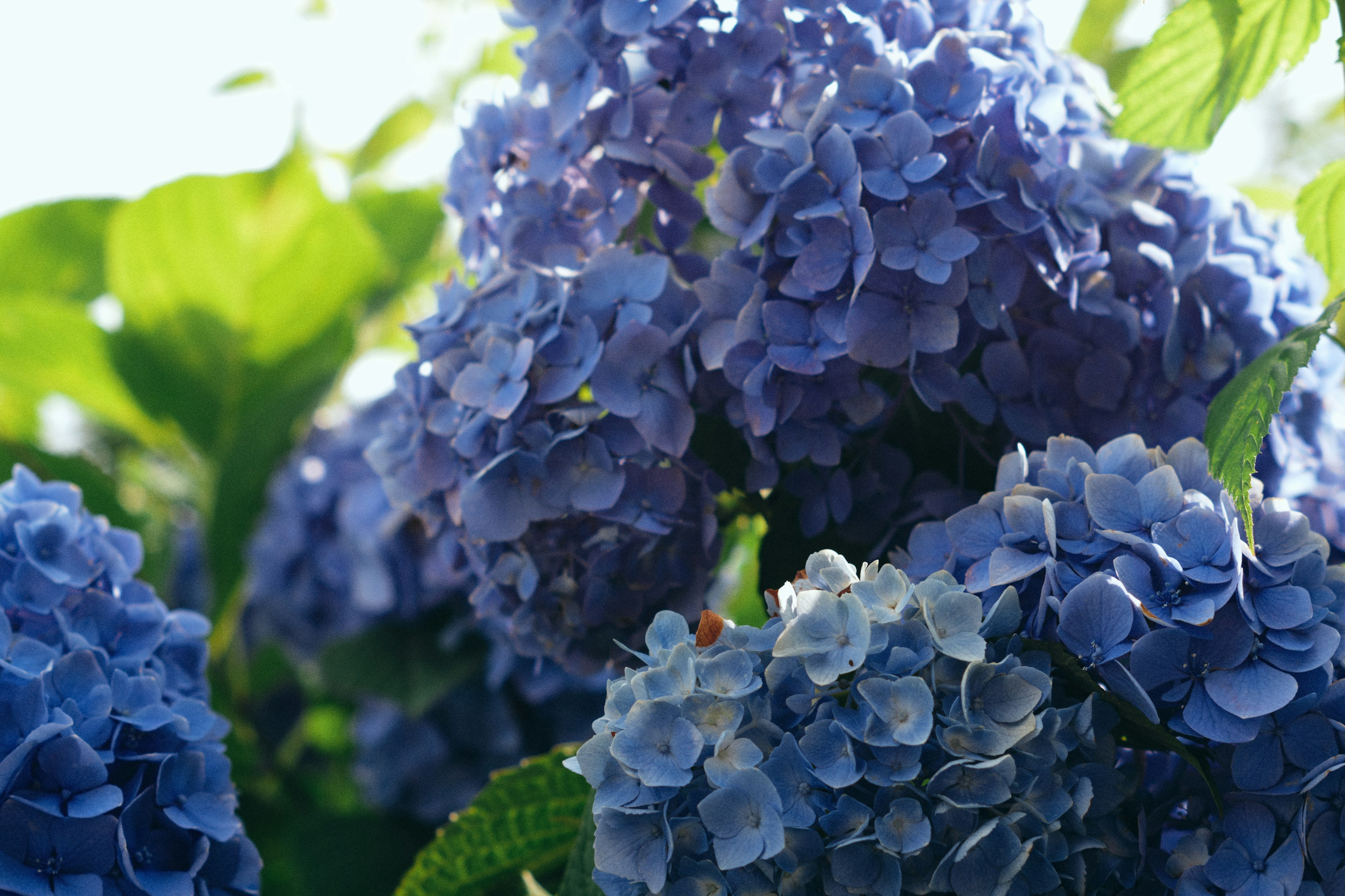 Blaue Hortensienblüten in voller Blüte