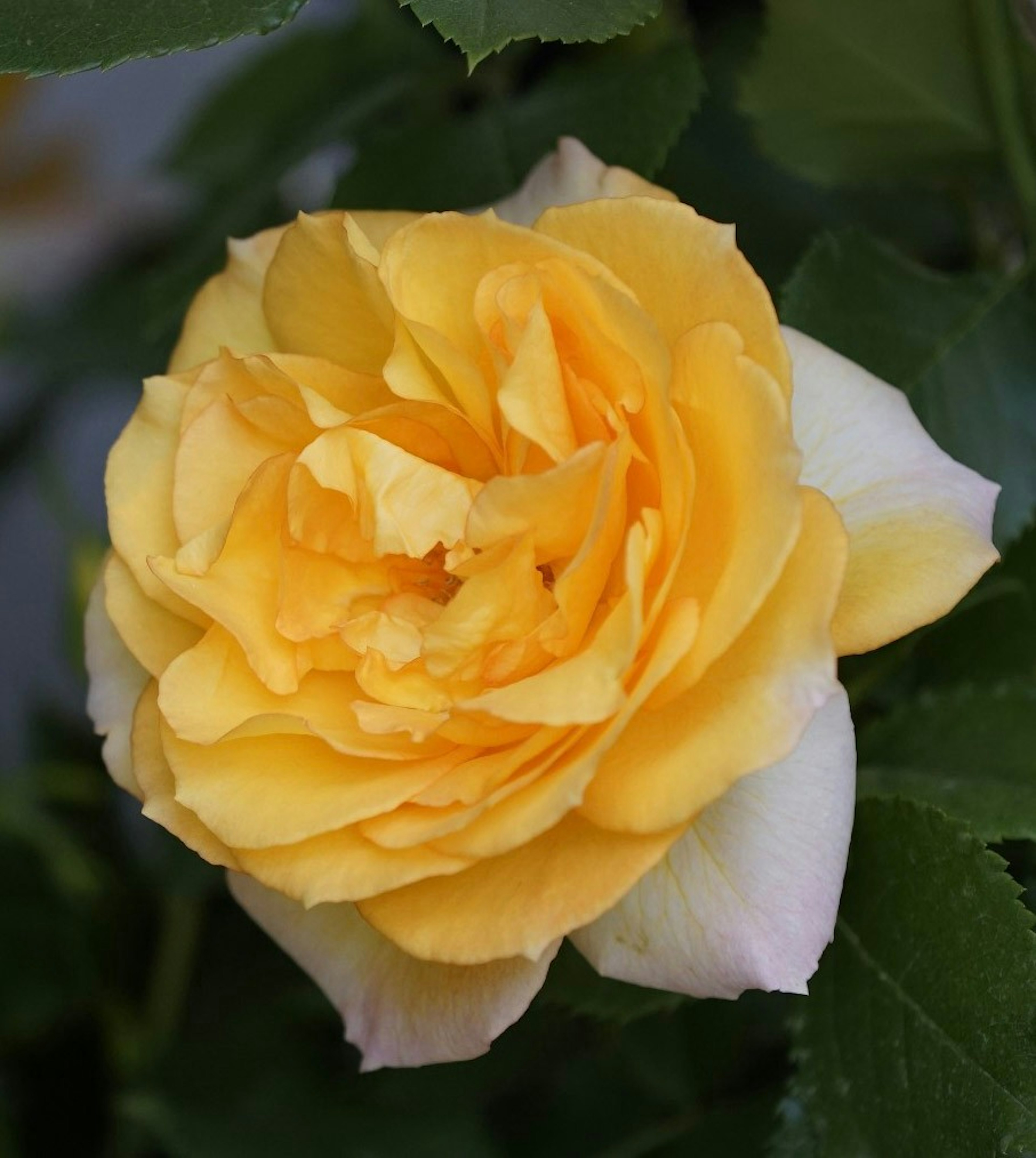 Une belle image d'une rose jaune en fleur