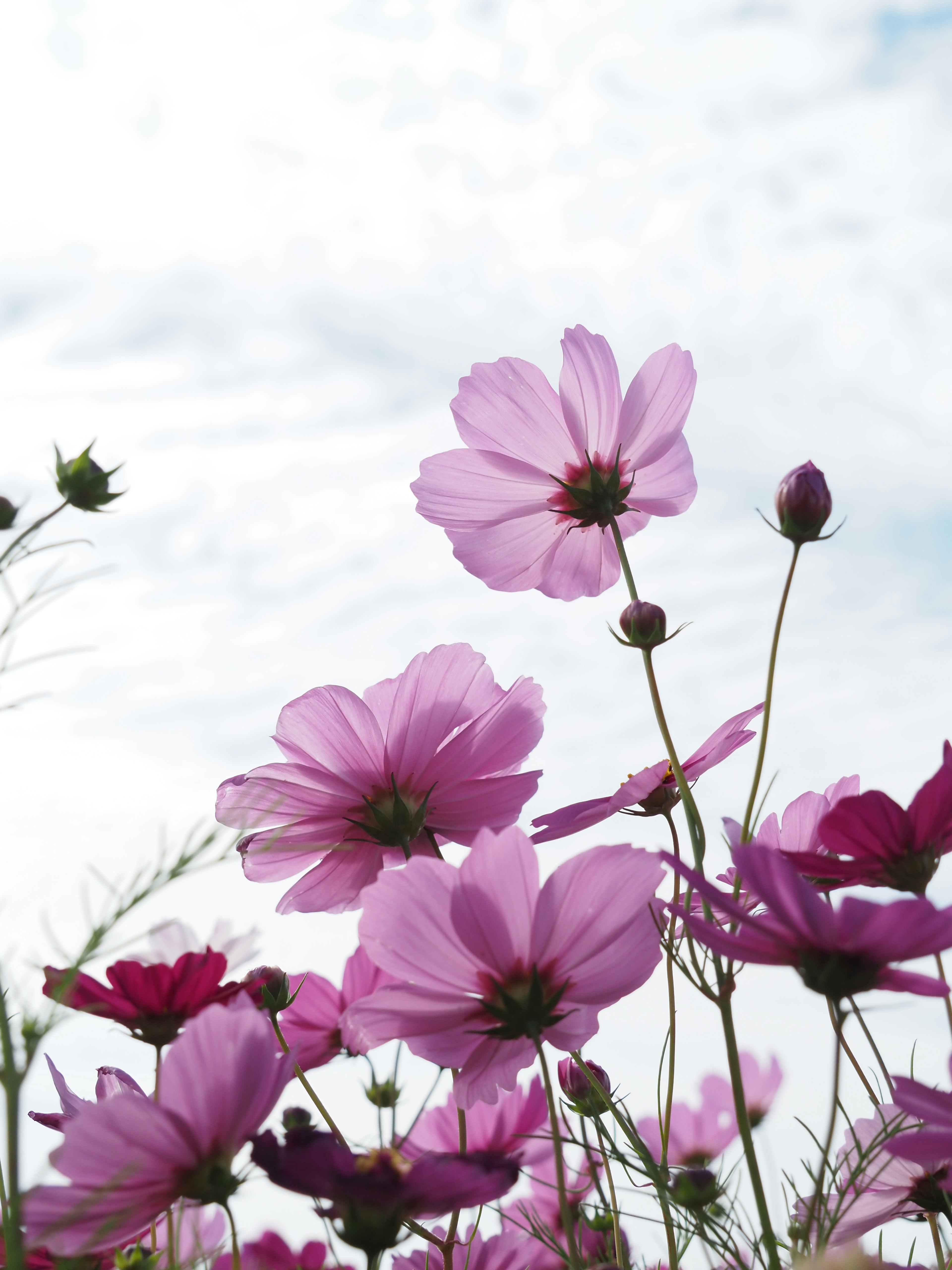 Pink cosmos flowers blooming under a blue sky