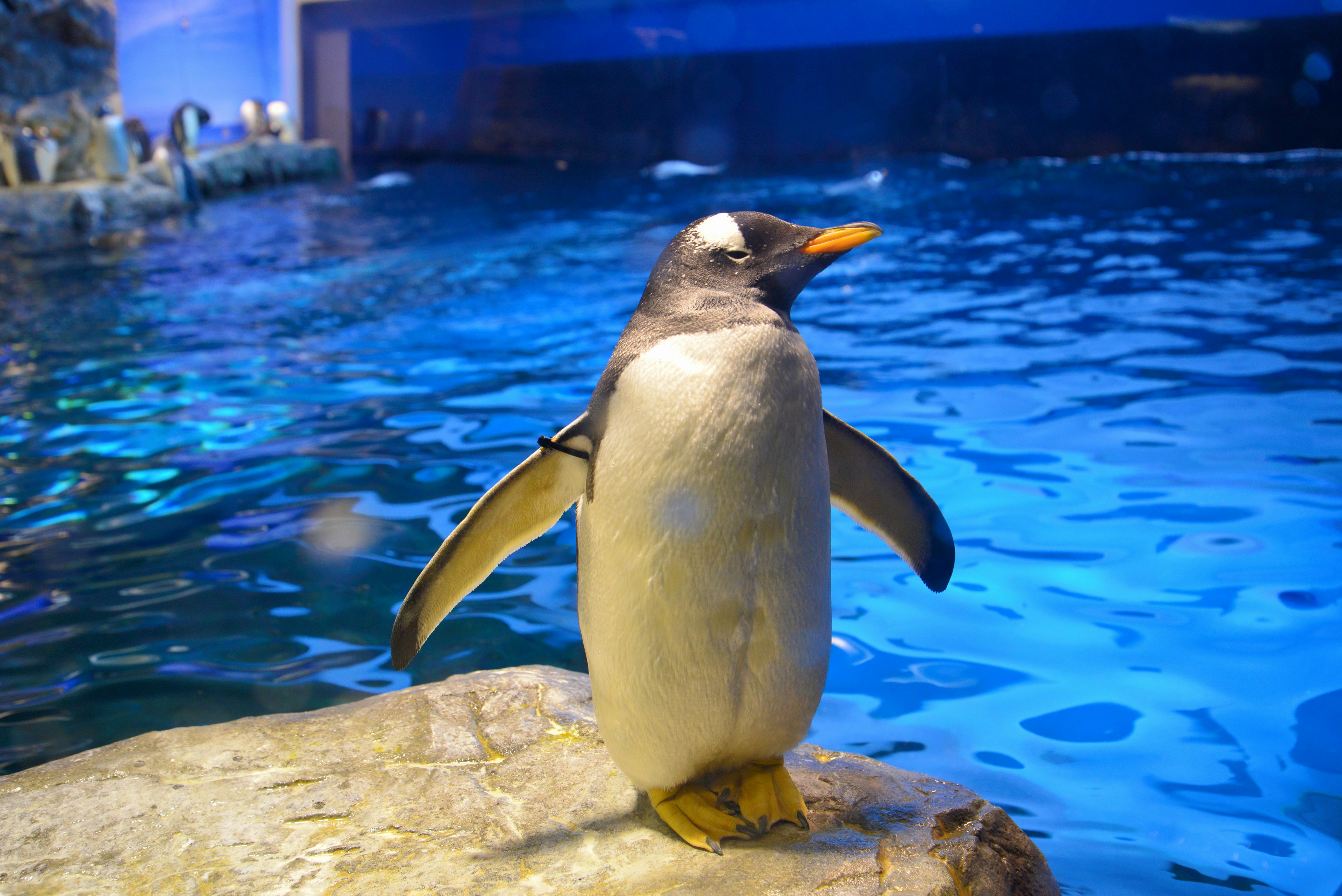 Pinguino in piedi vicino all'acqua blu