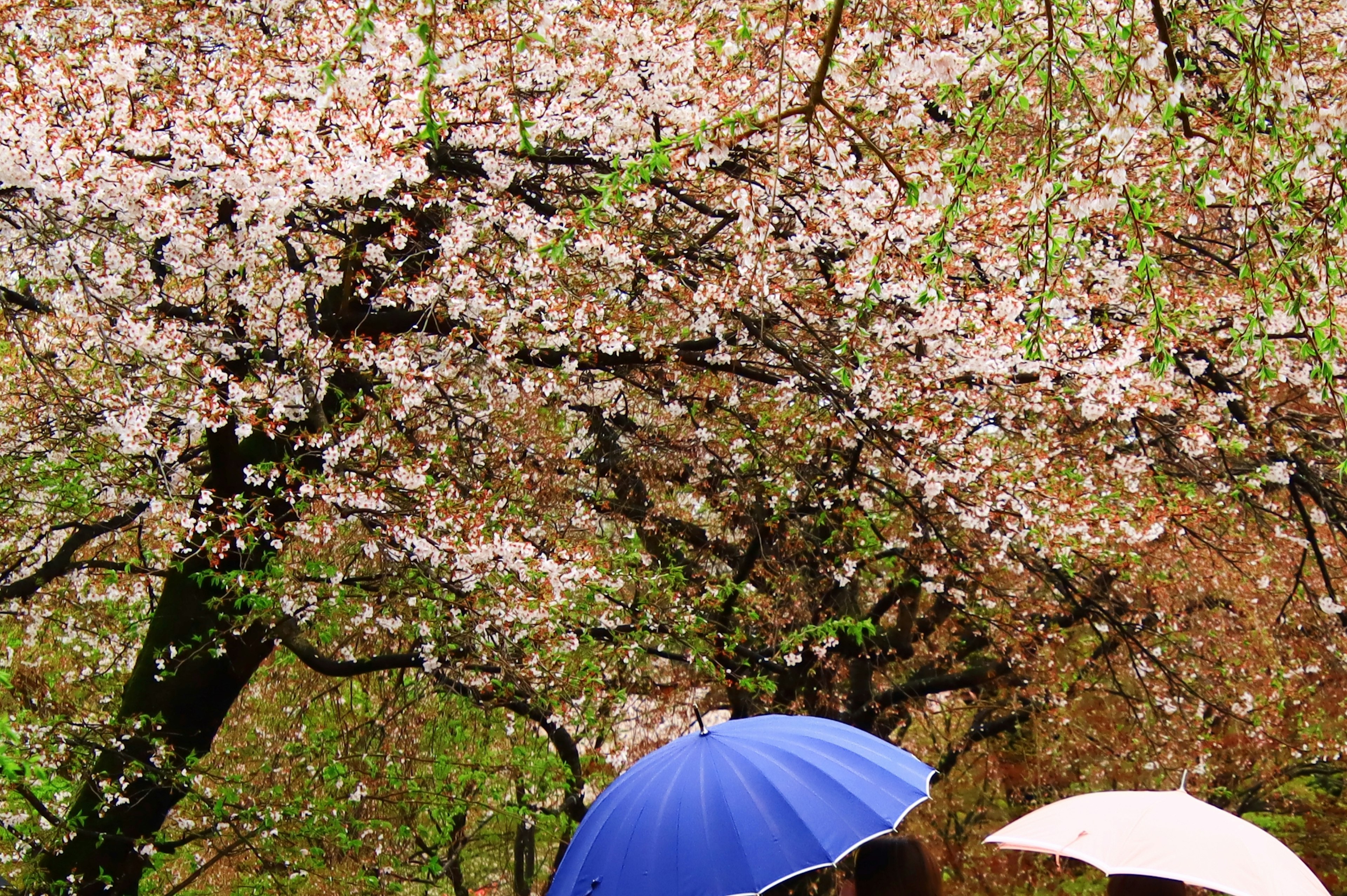 Deux personnes tenant un parapluie bleu et un parapluie blanc sous un cerisier en fleurs