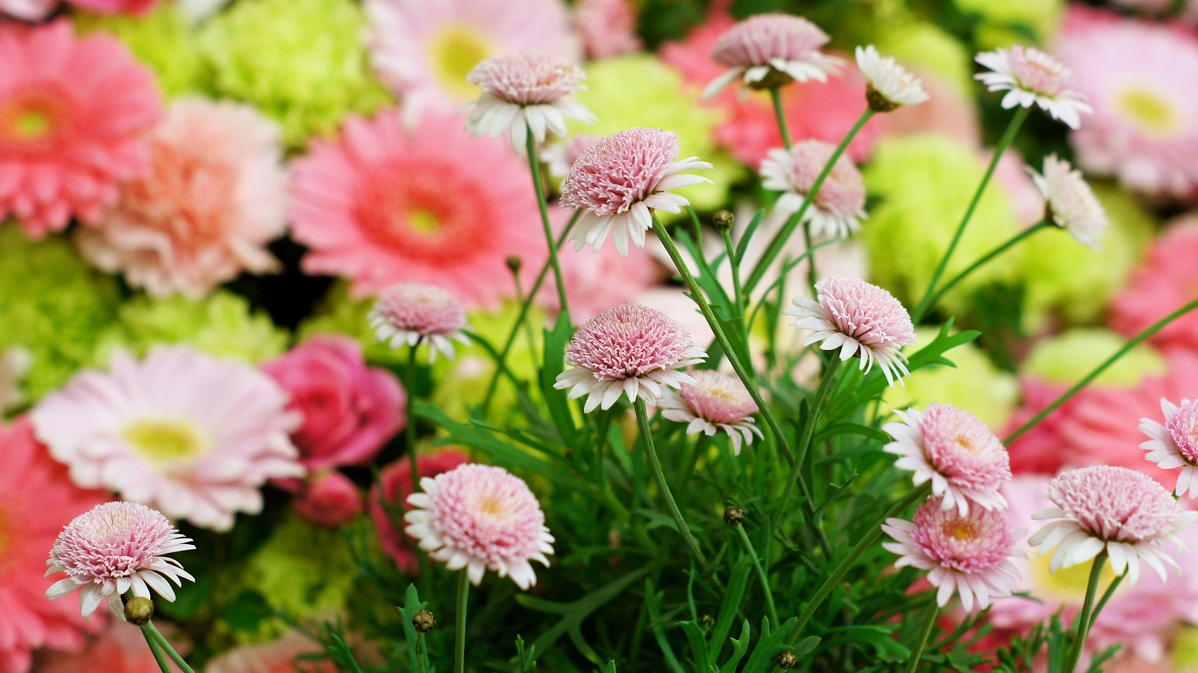 Fiori colorati in fiore con tonalità rosa e verdi mescolate insieme