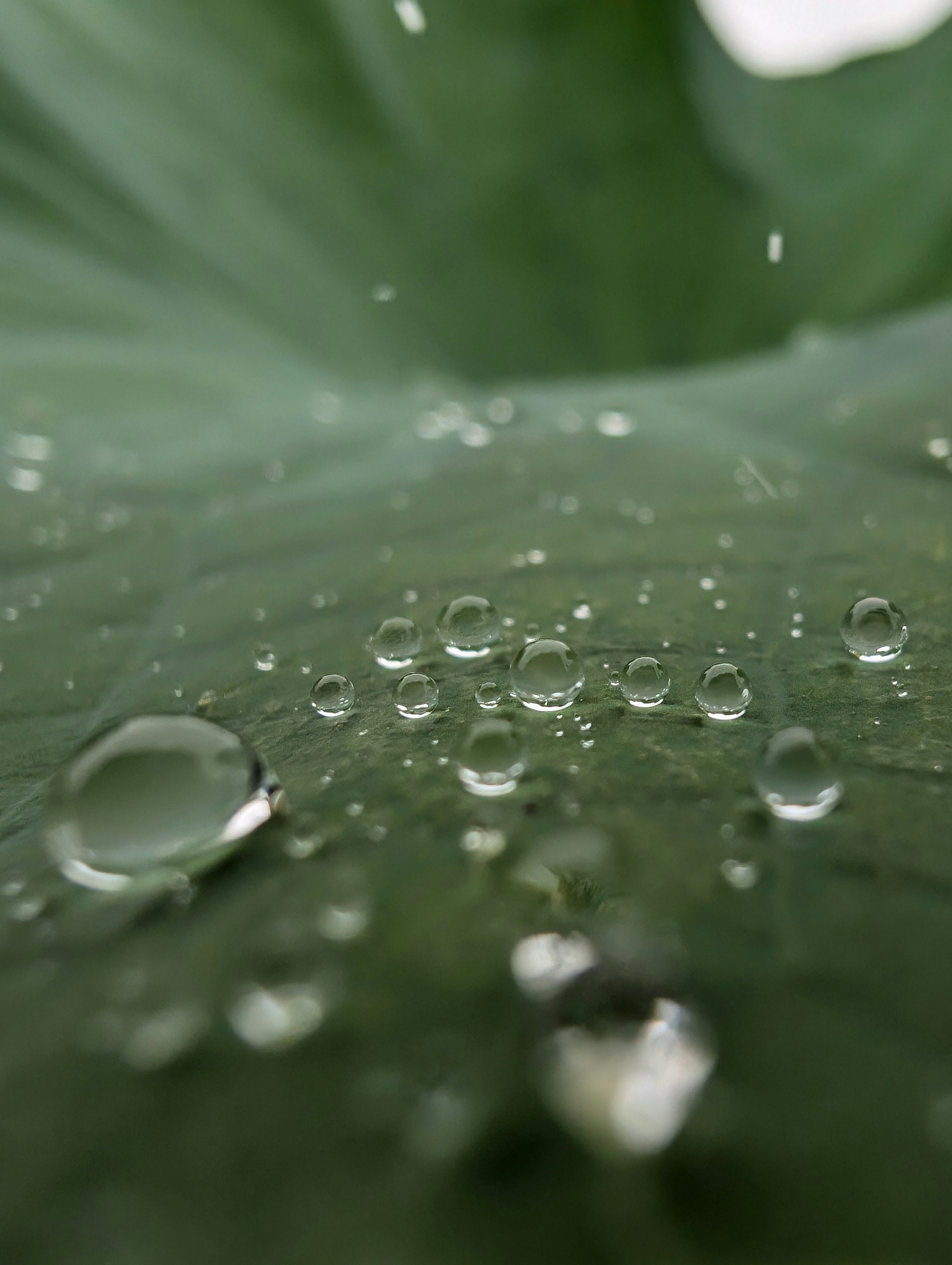 Grüne Blattform mit Wassertropfen, die sich auf der Oberfläche sammeln