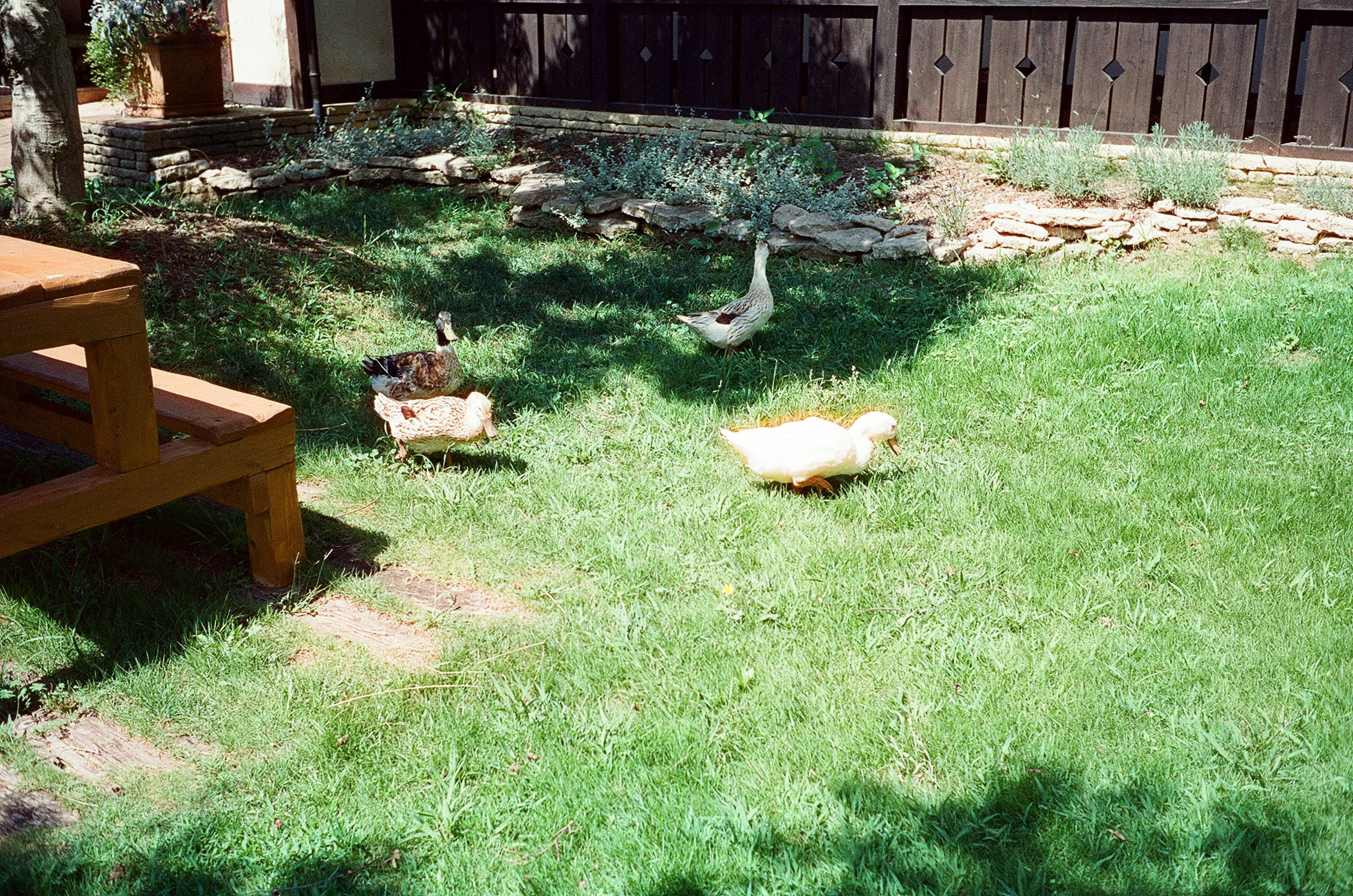 Patos y gallinas jugando en un césped verde en un jardín con una mesa de madera