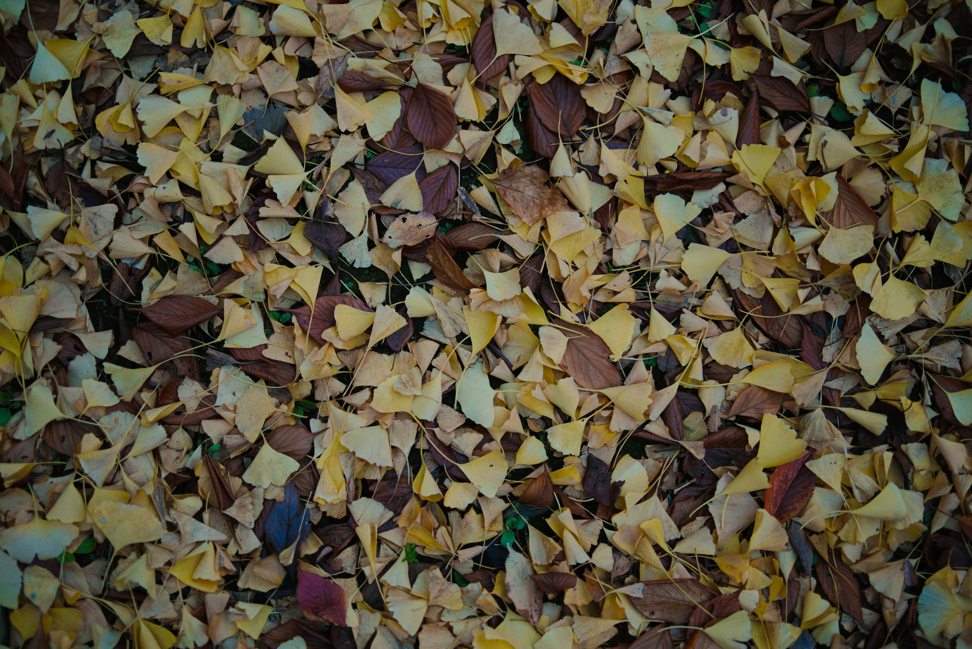 Colorful leaves covering the ground