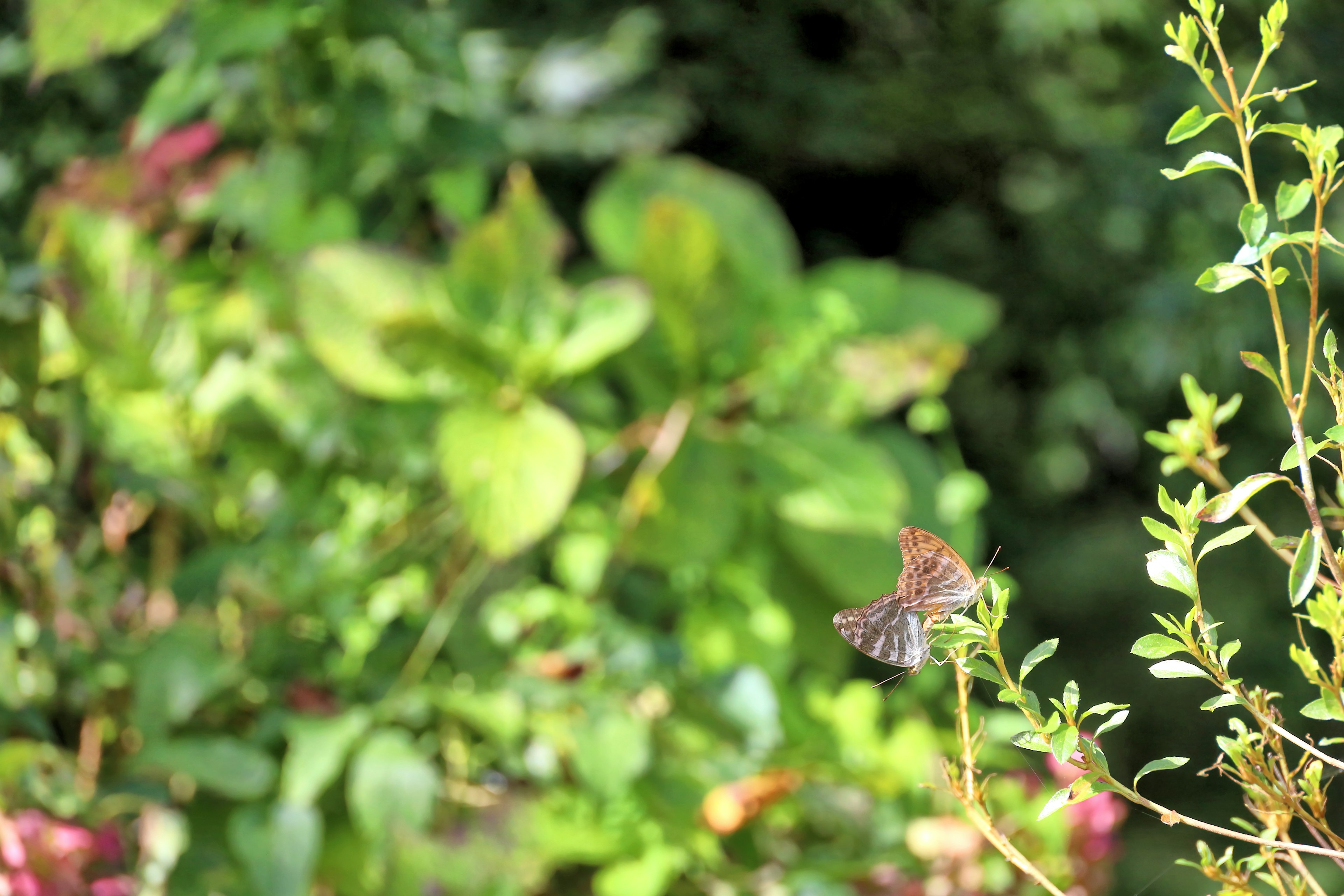 A small butterfly resting among green leaves in a natural setting