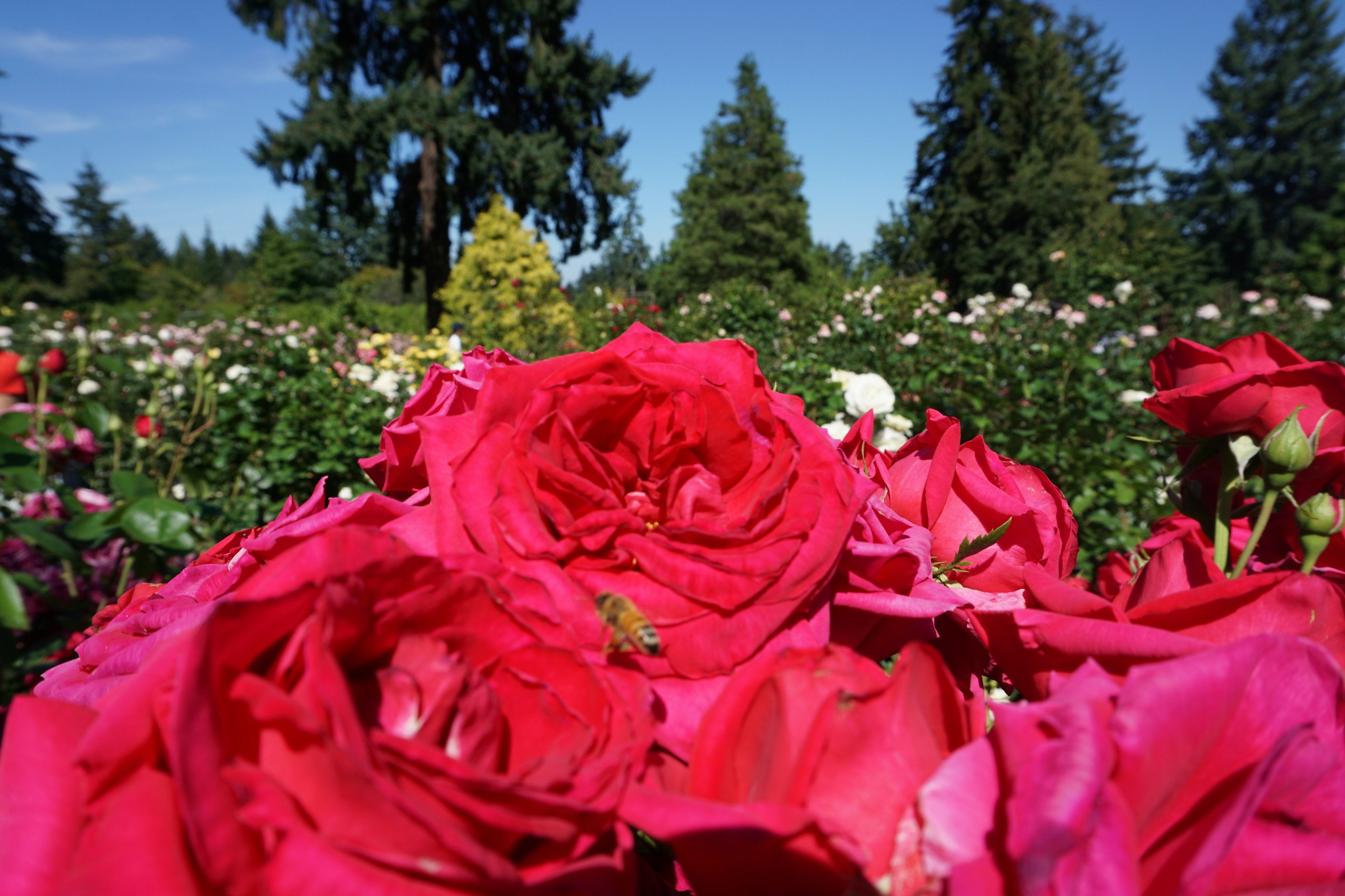 Rosas rojas vibrantes floreciendo en un jardín bajo un cielo azul claro