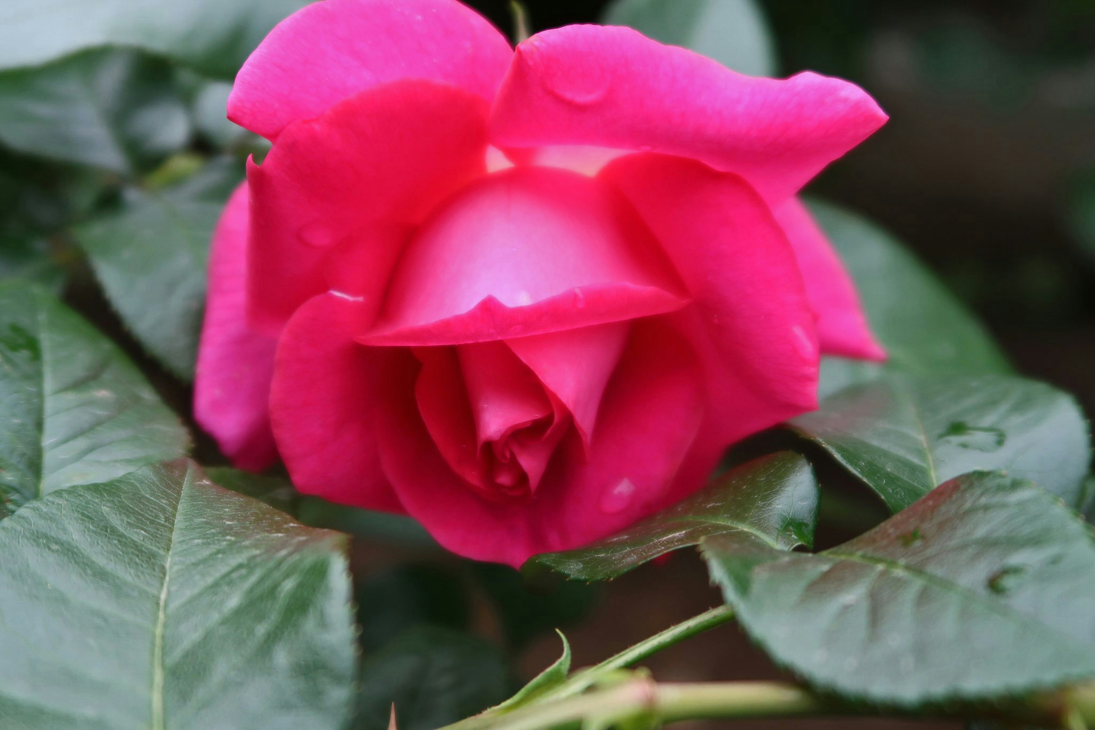 Eine lebhafte rosa Rose blüht zwischen grünen Blättern